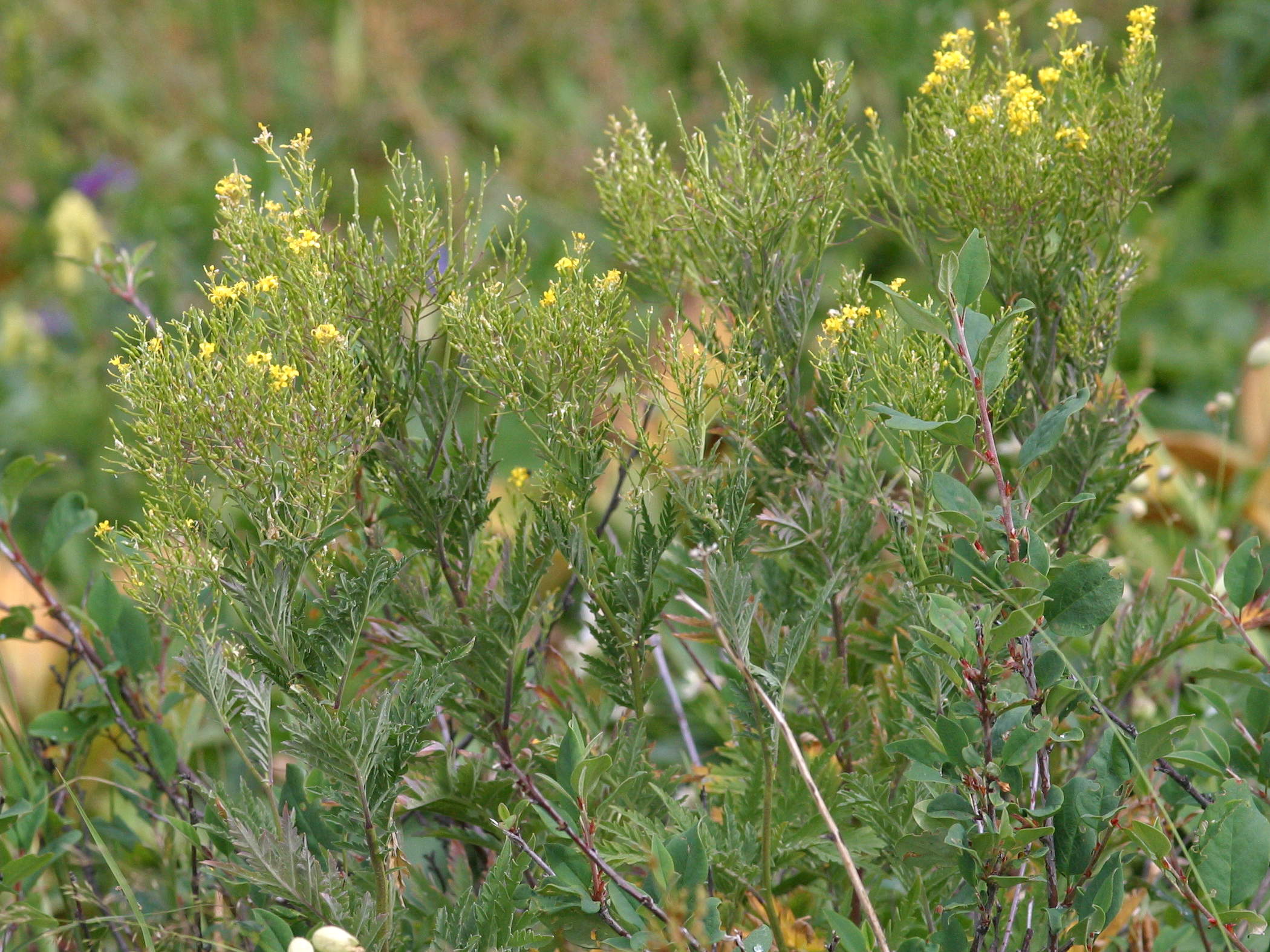 Afficher le média Hugueninia_tanacetifolia Hugueninia_tanacetifolia