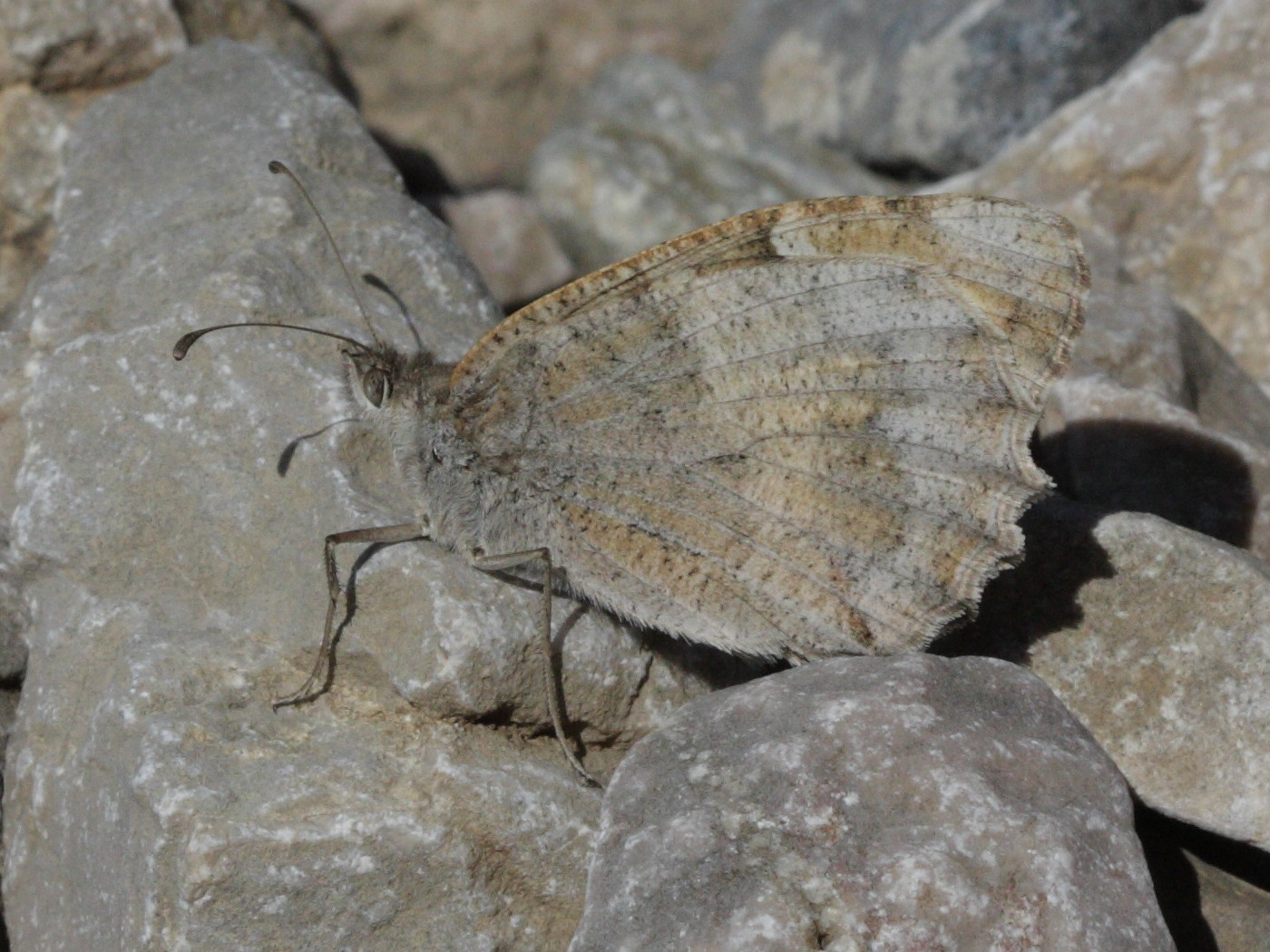 hyponephele_lupina1bd