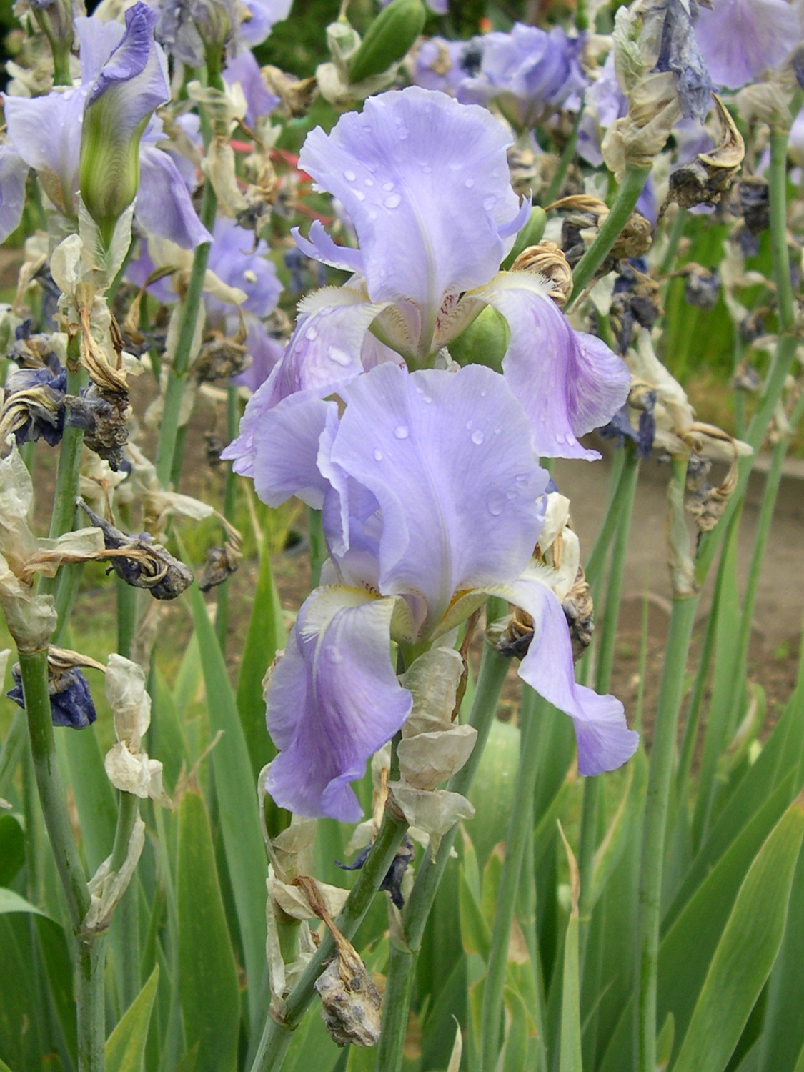 Afficher le média iris_pallida_pallida2md iris_pallida_pallida2md