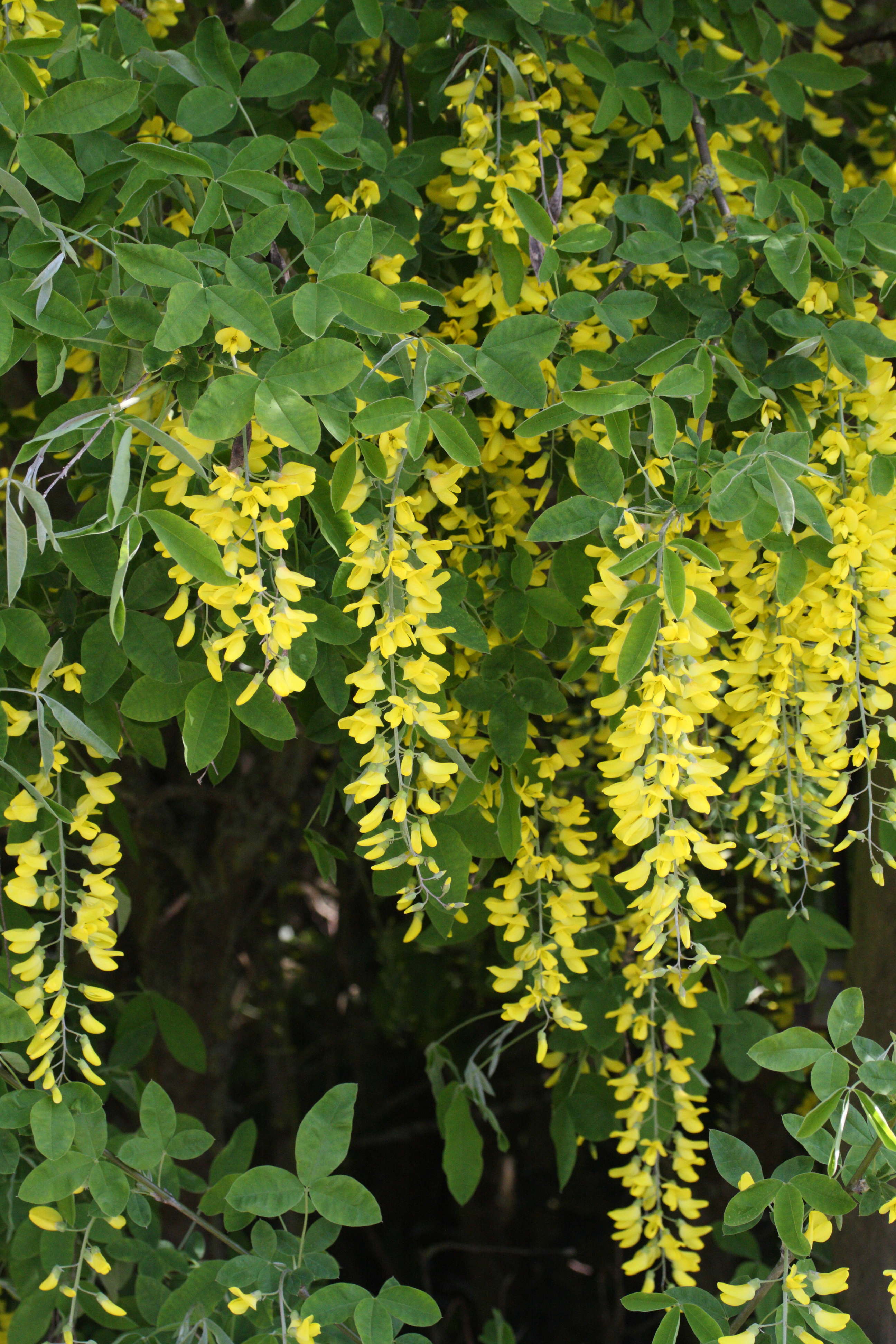 laburnum_anagyroides2md