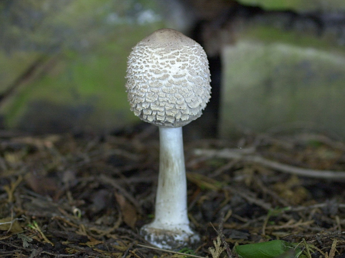 lepiota_procera6bd