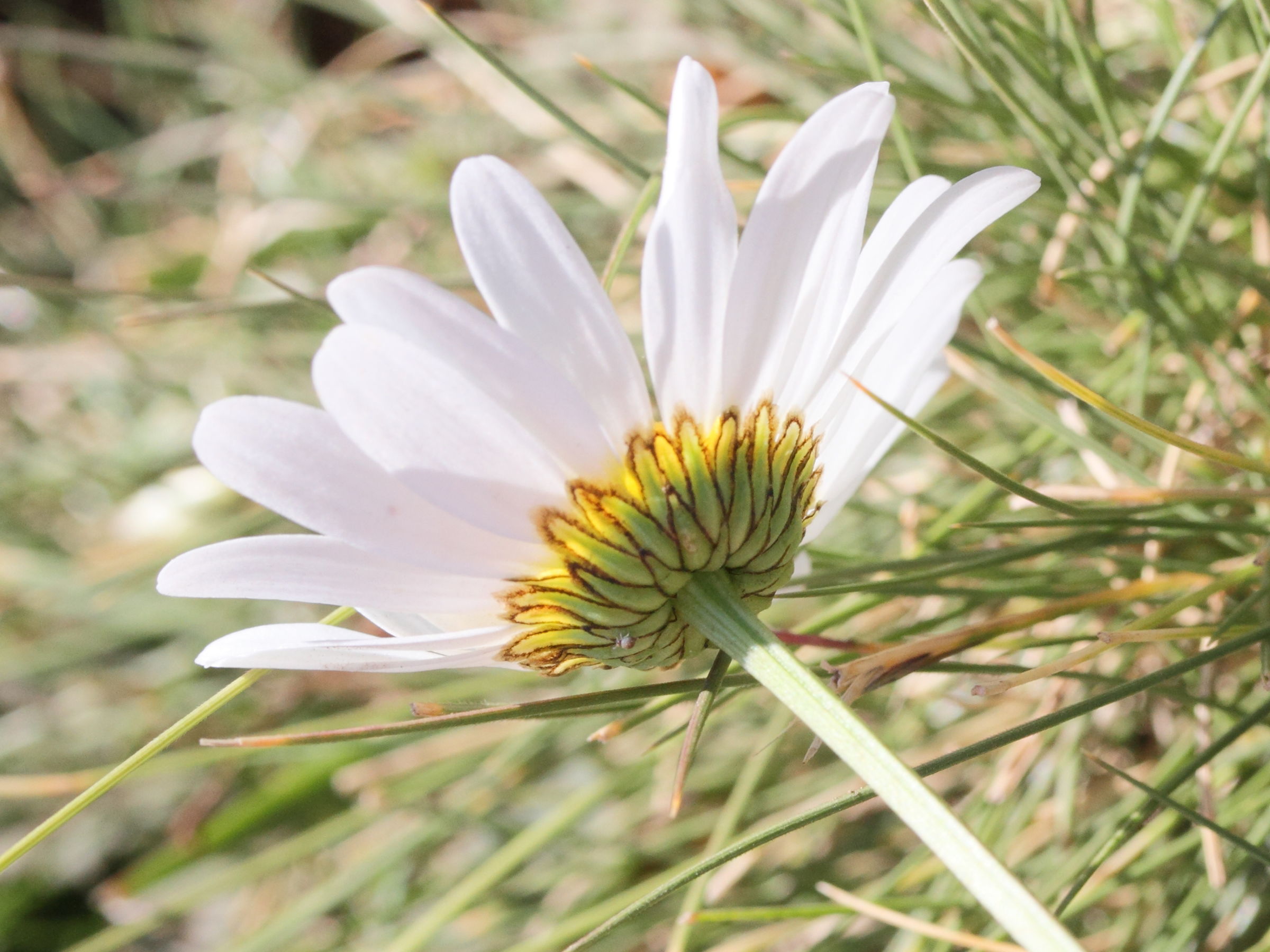 Afficher le média leucanthemum_vulgare5md leucanthemum_vulgare5md
