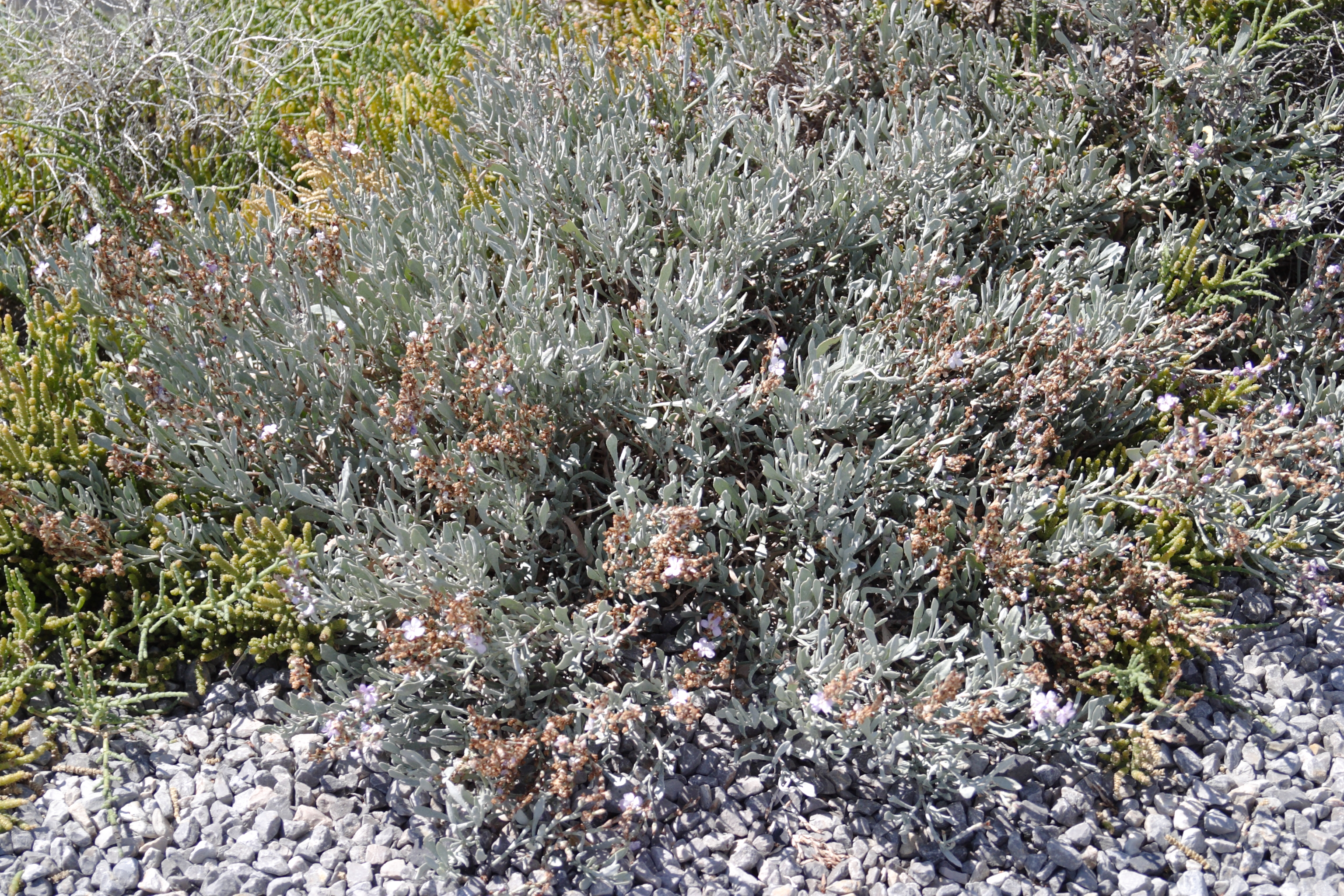 Afficher le média limoniastrum_monopetalum1cd limoniastrum_monopetalum1cd