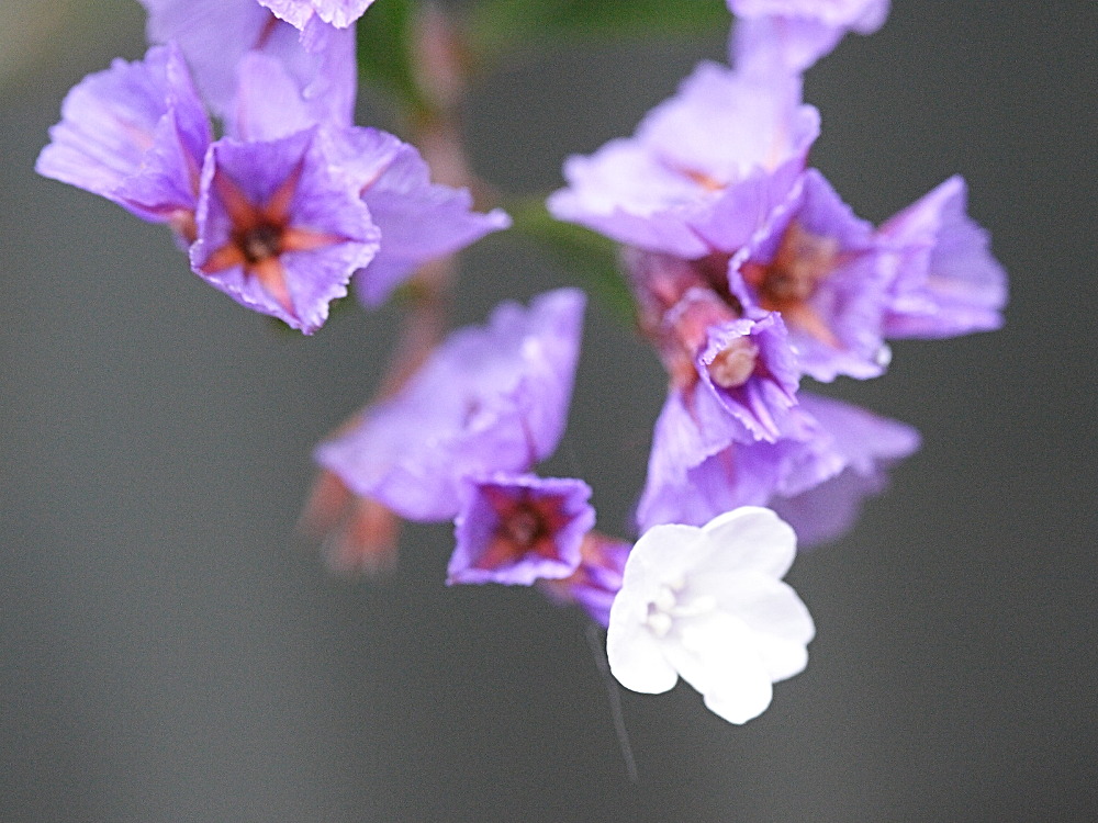 Afficher le média limonium_macrophyllum2md limonium_macrophyllum2md