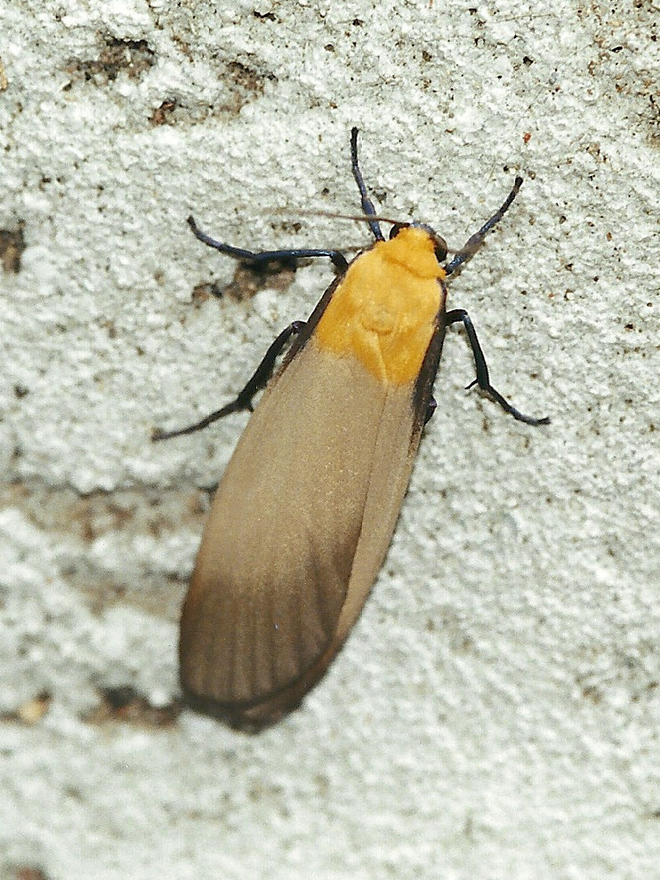 Afficher le média lithosia_quadra1md lithosia_quadra1md