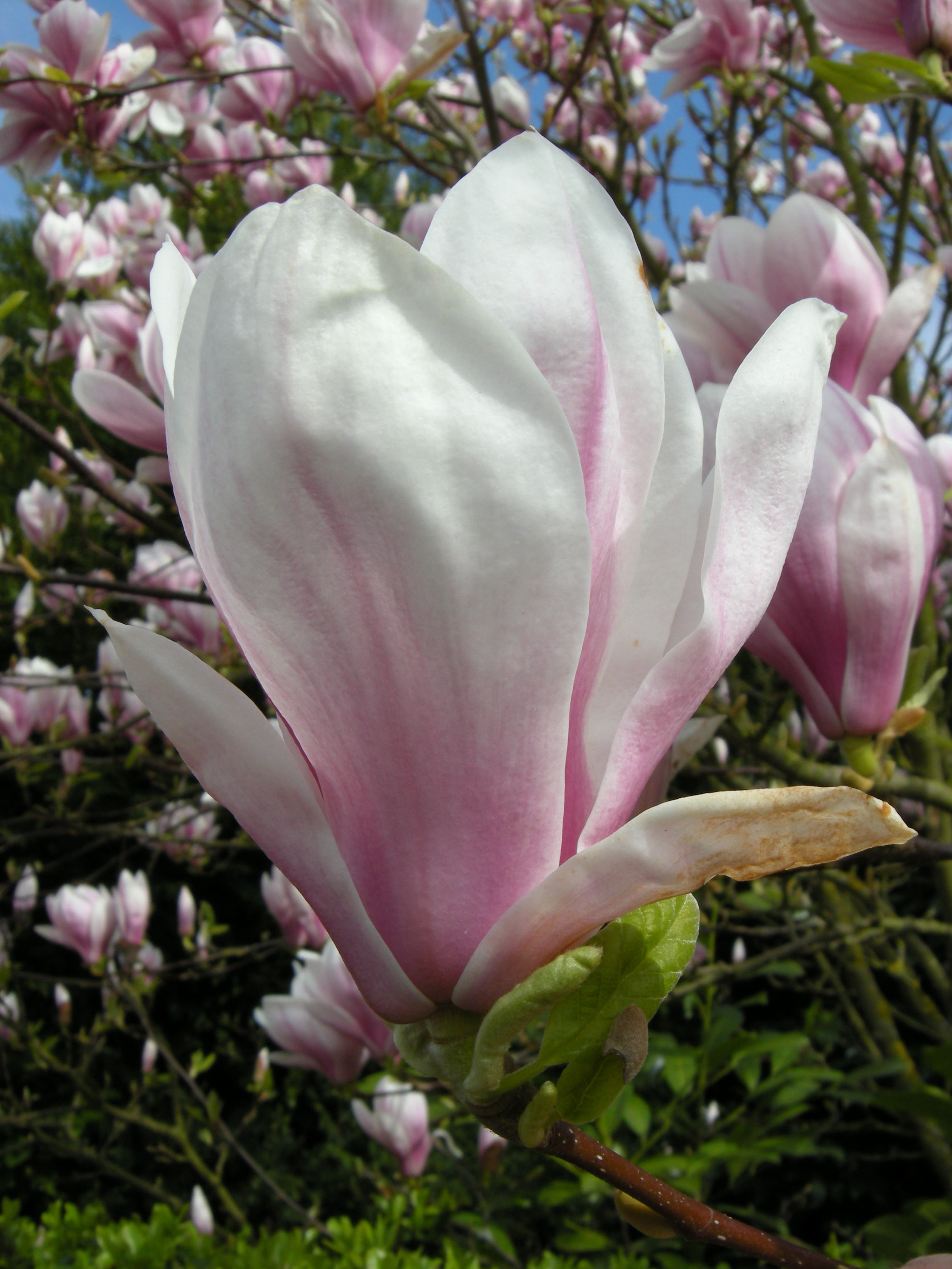 magnolia_x_soulangeana5md