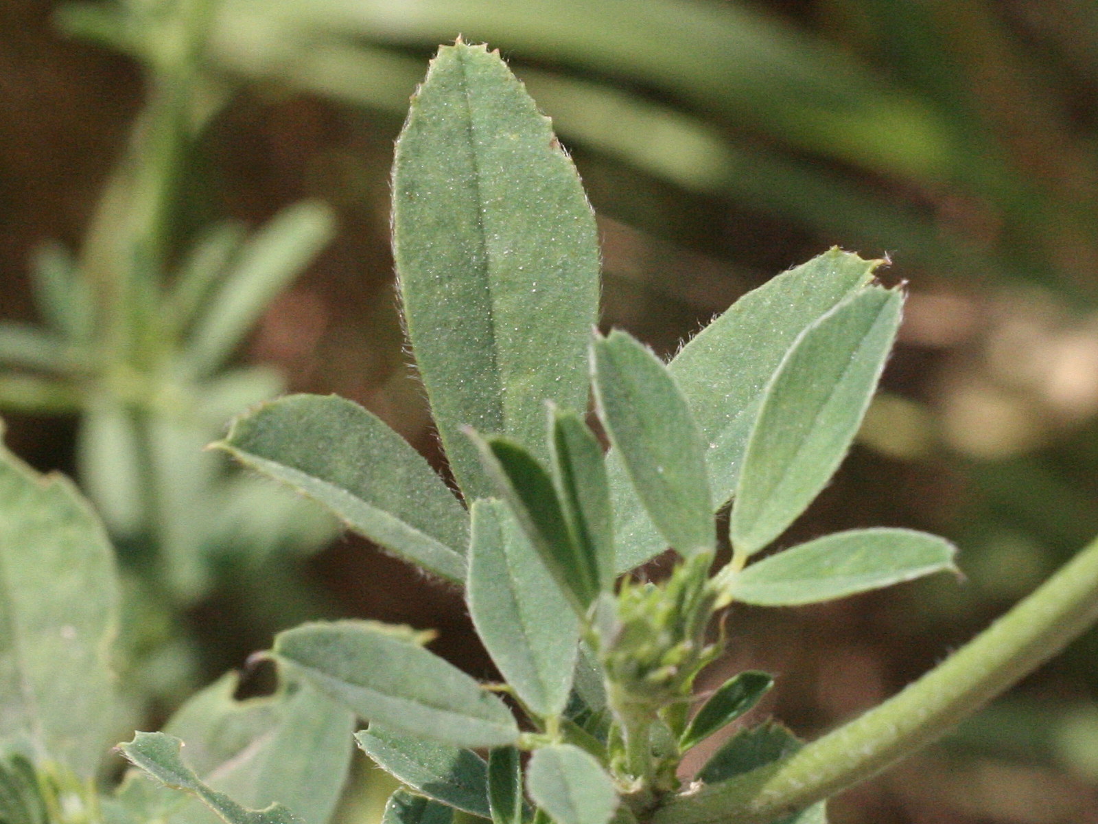 Afficher le média medicago_sativa4md medicago_sativa4md