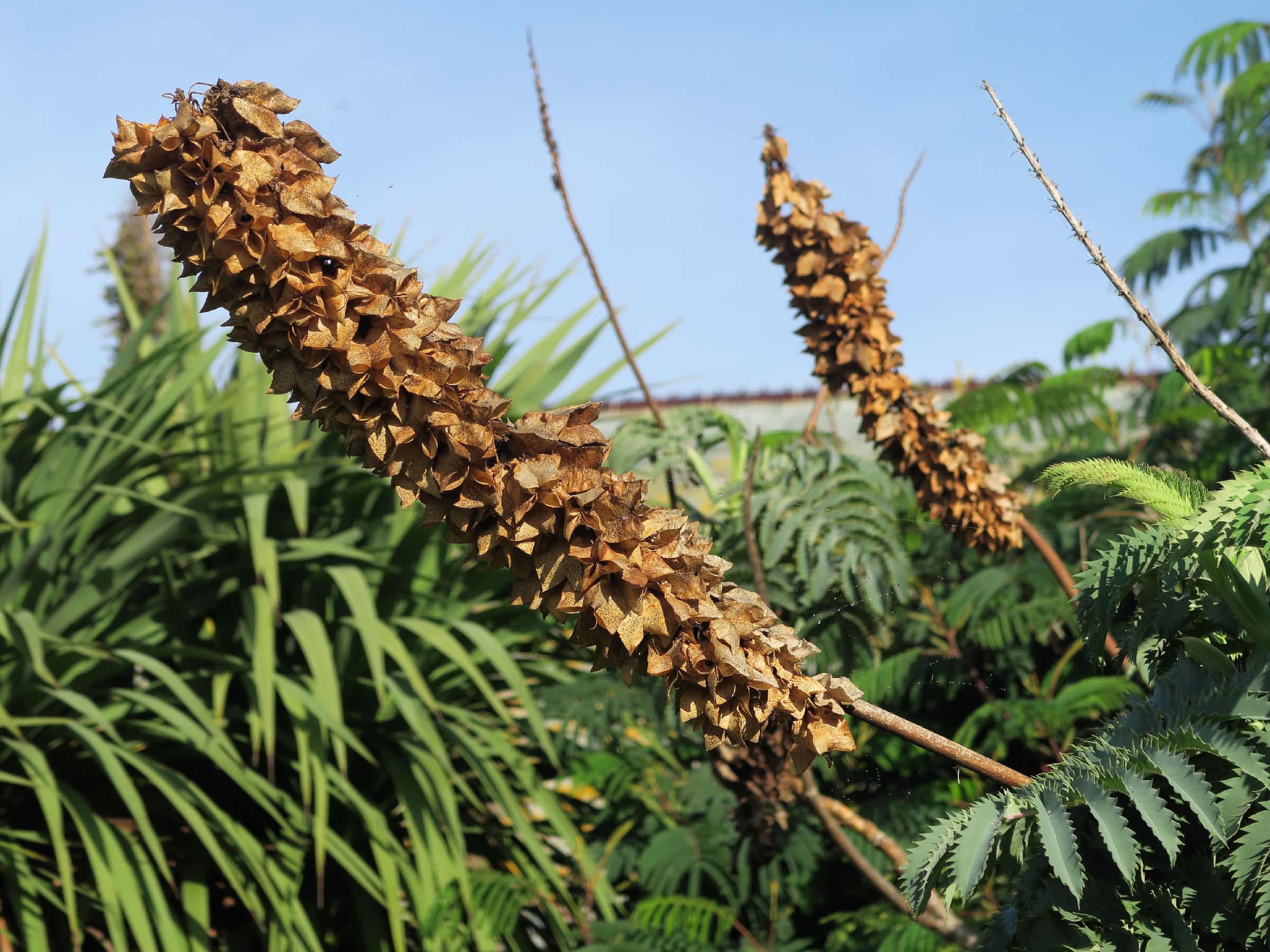 Afficher le média melianthus_major7md melianthus_major7md