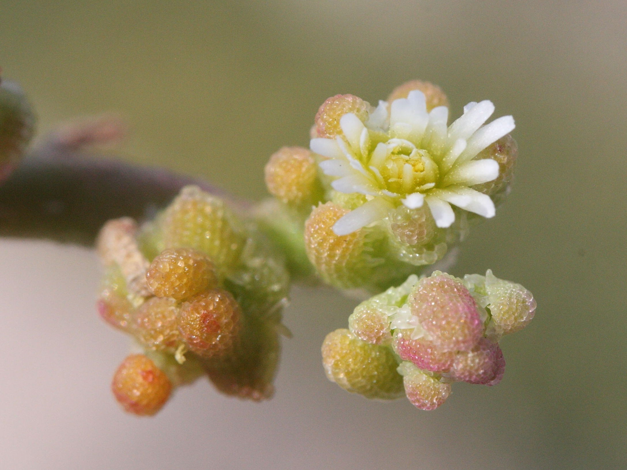 mesembryanthemum_nodiflorum3md