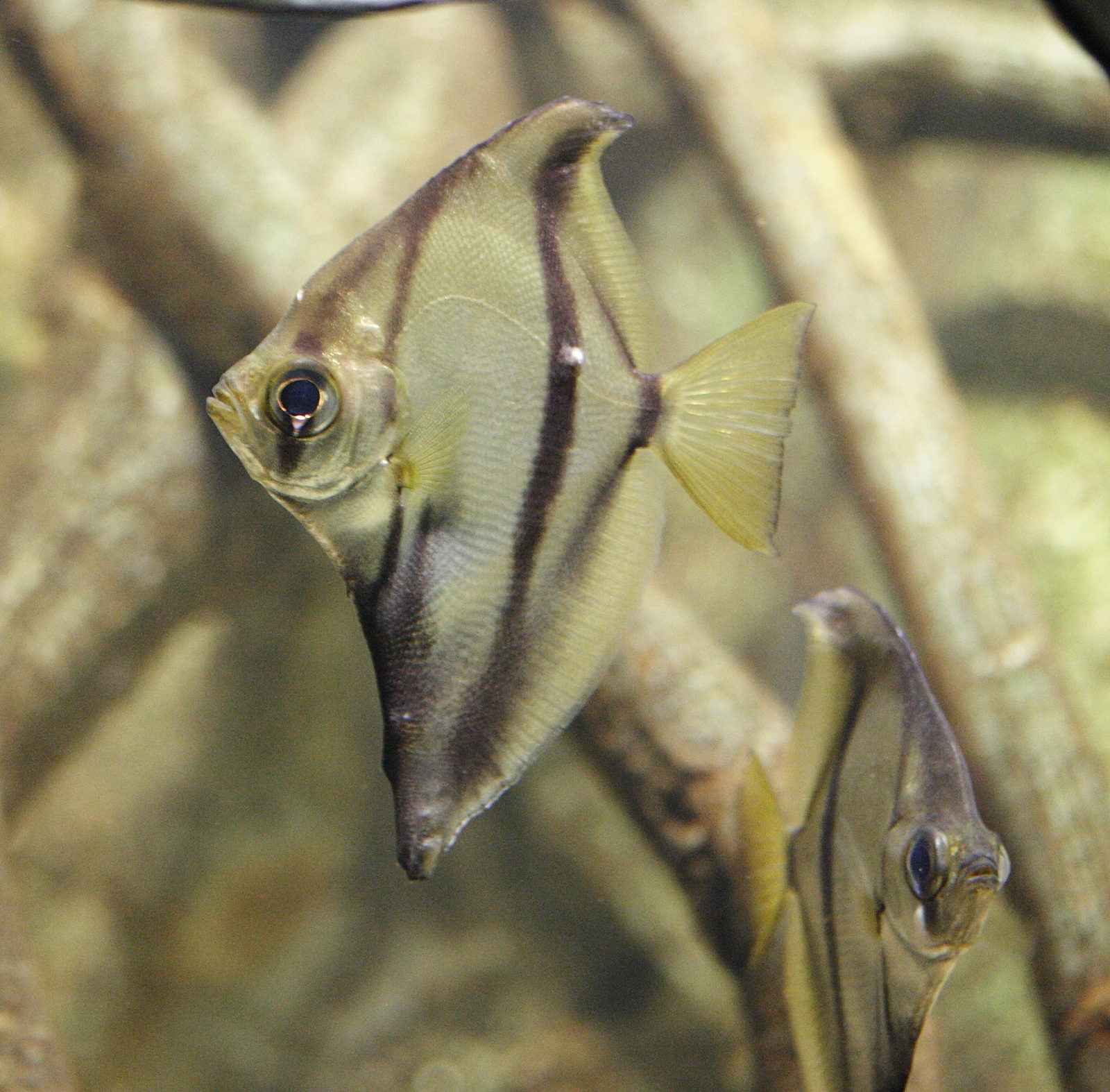 monodactylus_sebae1md