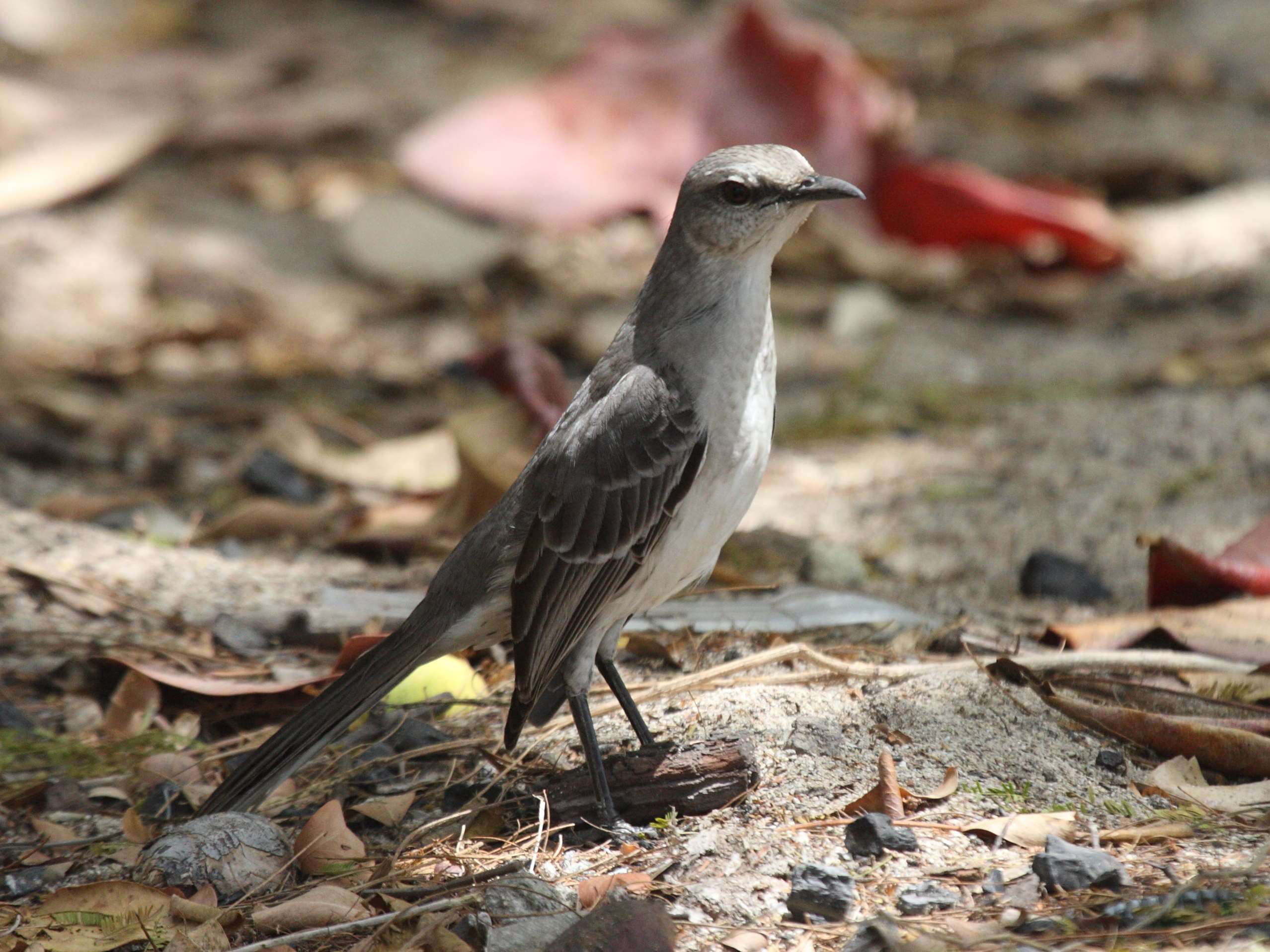 moqueur_des_savanes_-_mimus_gilvus5bd