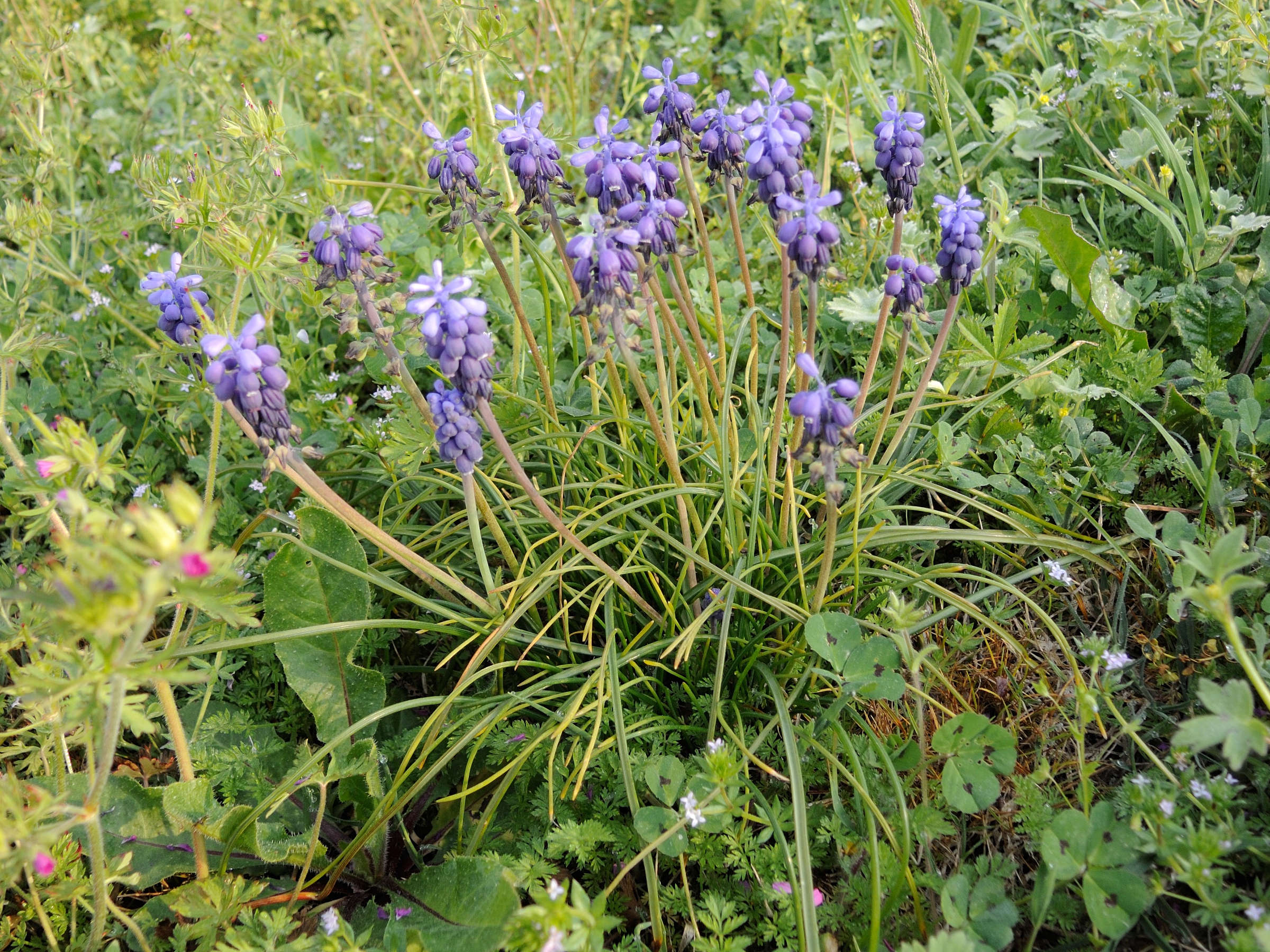 Afficher le média muscari_neglectum4md muscari_neglectum4md