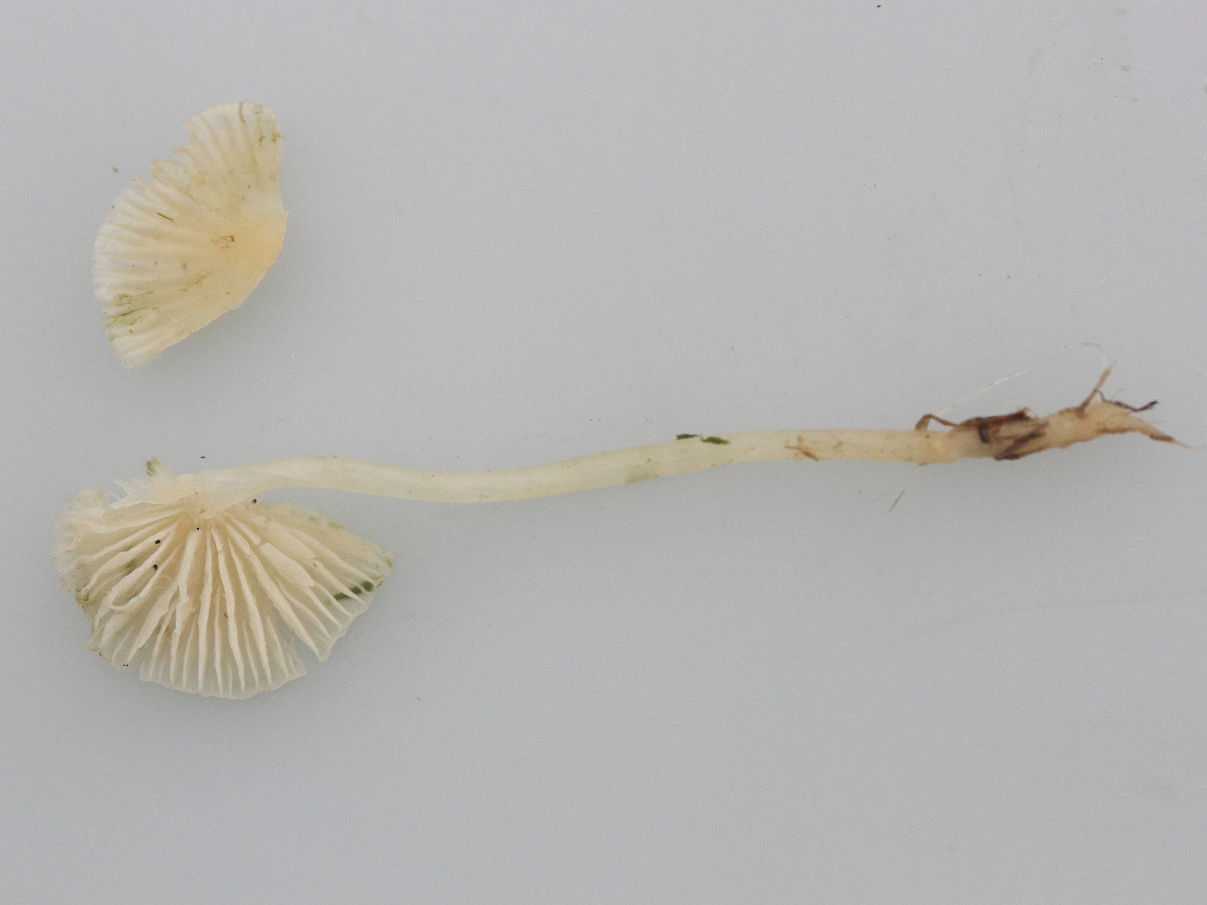 mycena_flavoalba2md