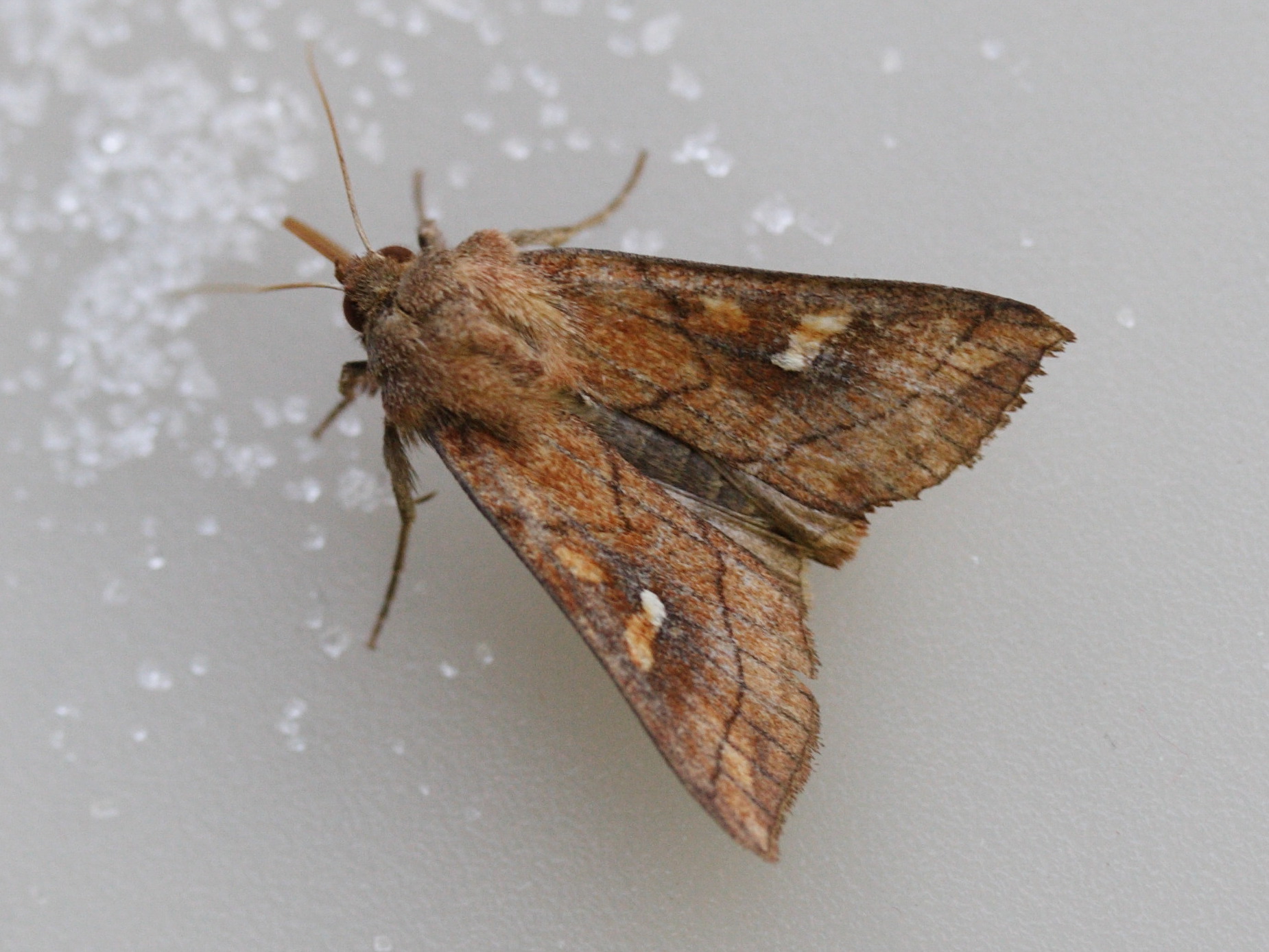 mythimna_conigera1md