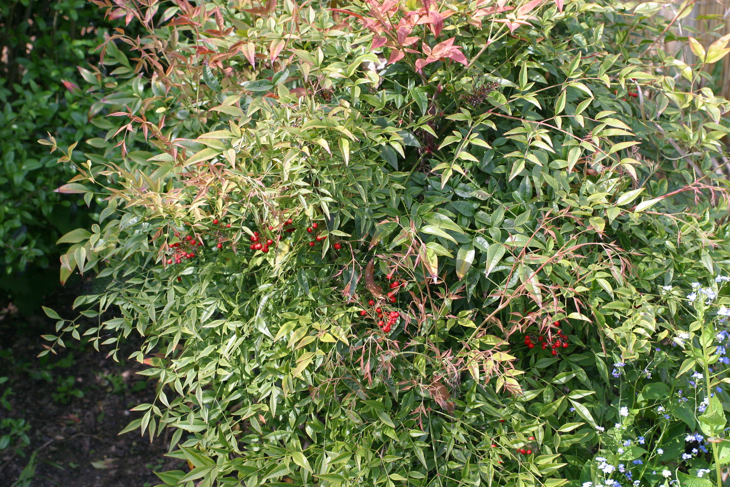 Afficher le média nandina_domestica1amd nandina_domestica1amd