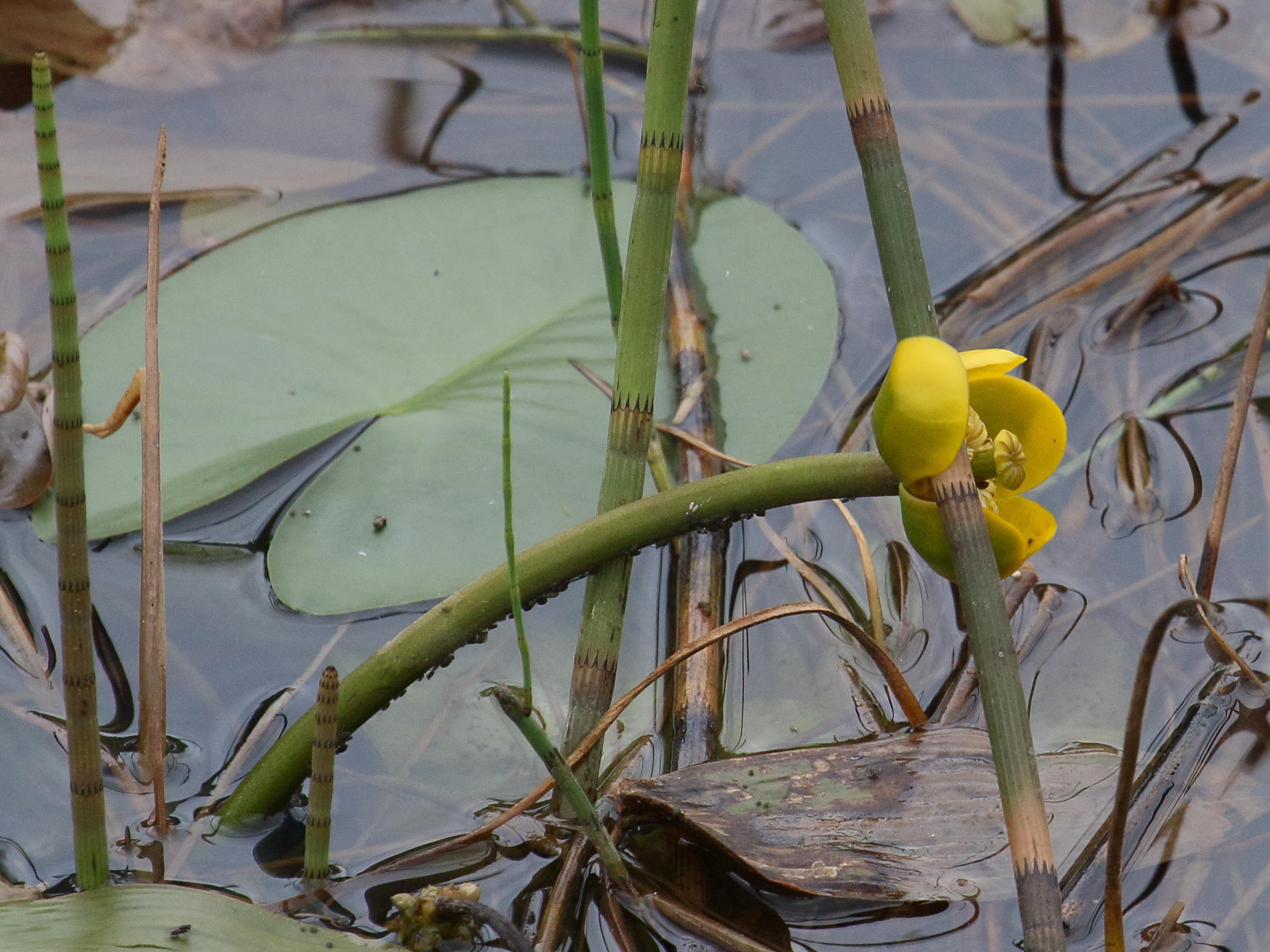 nuphar_pumila4md
