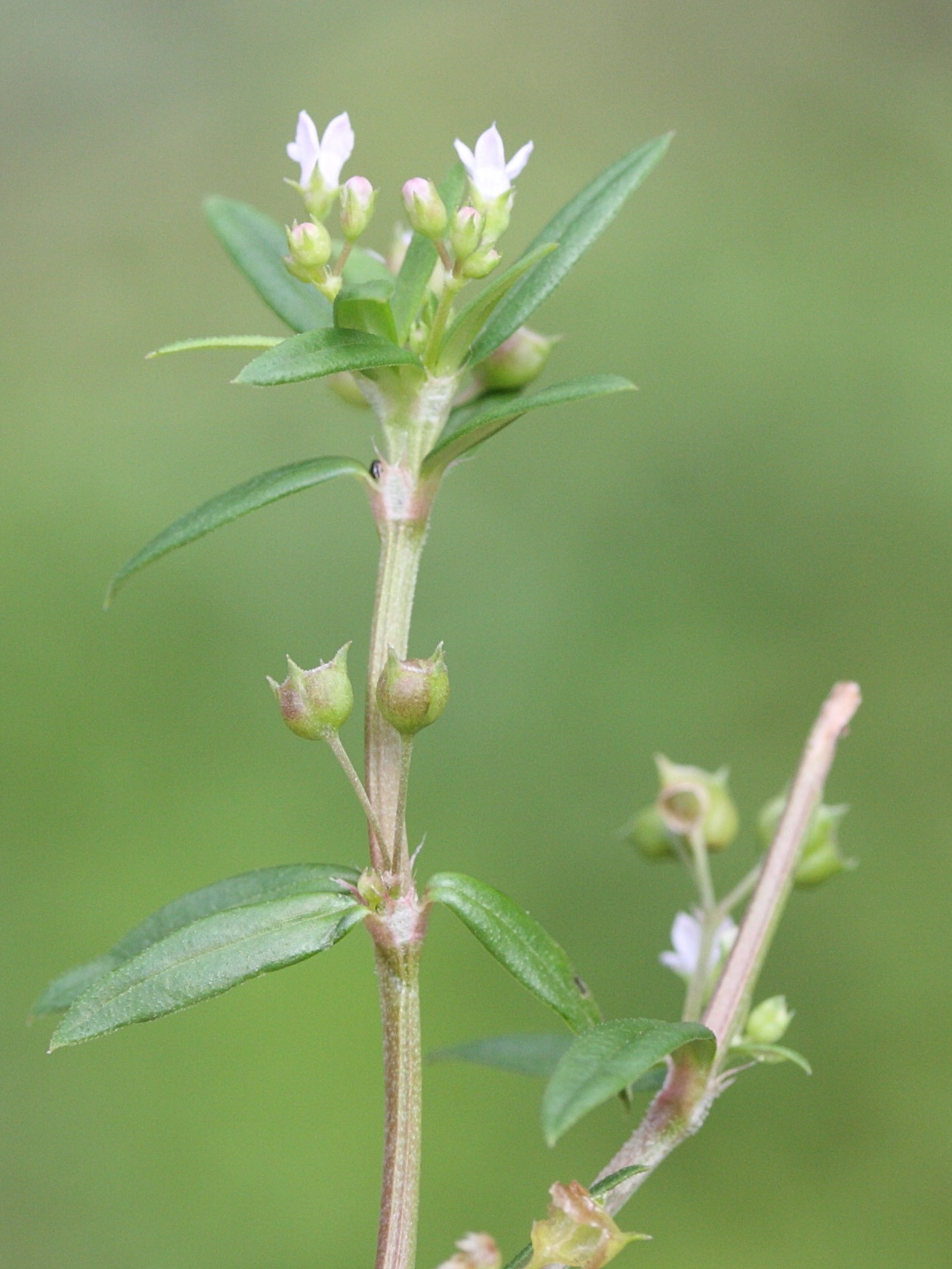 Afficher le média oldenlandia_corymbosa3md oldenlandia_corymbosa3md