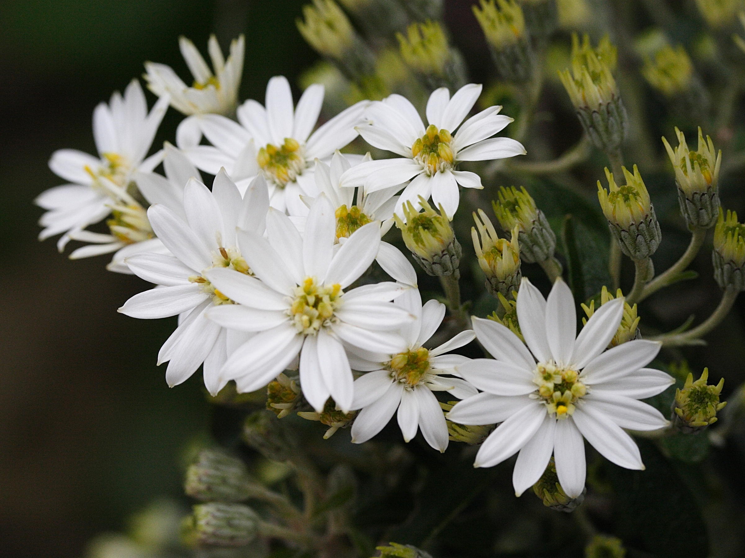olearia_x_scilloniensis2md