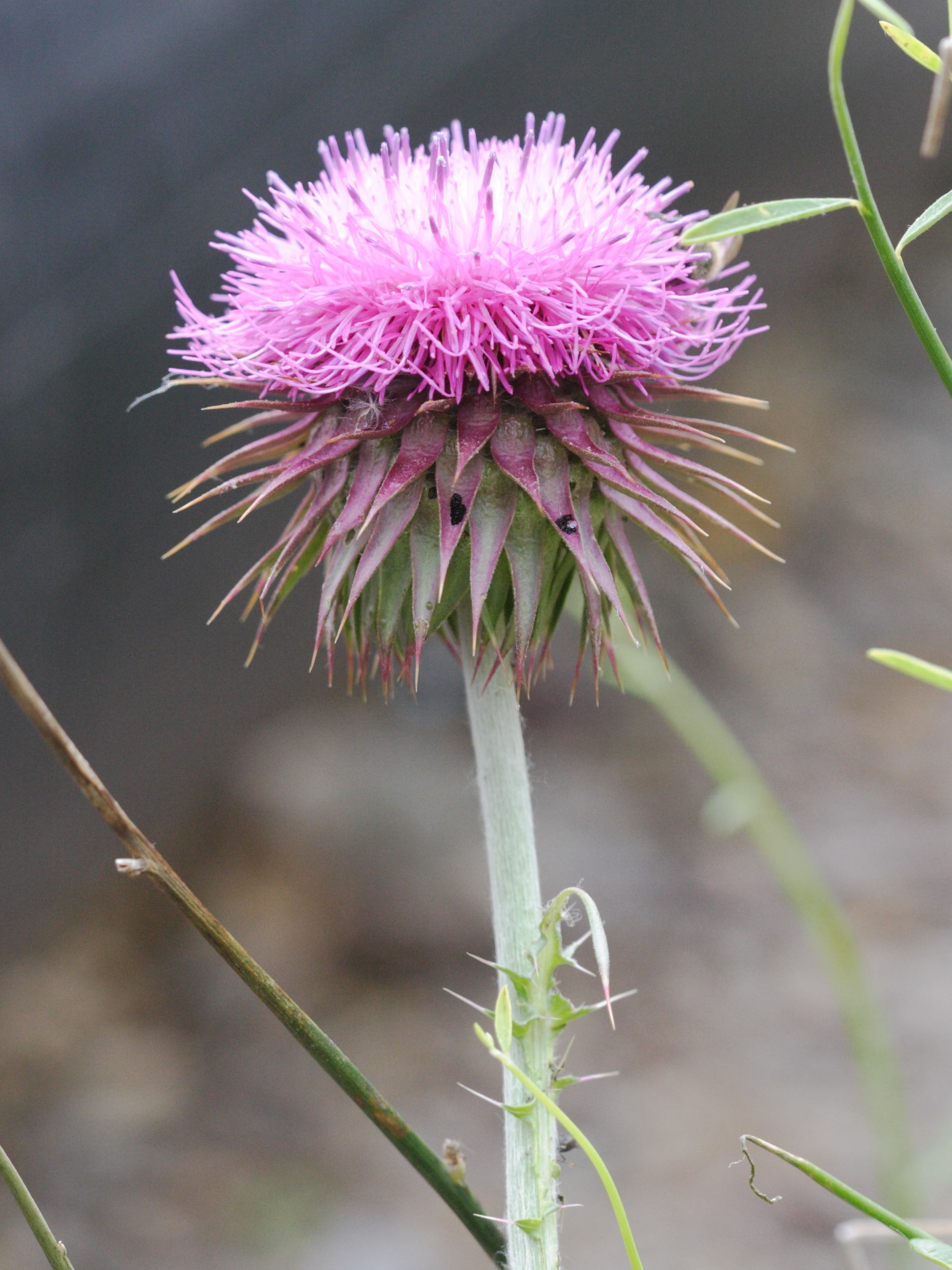 Afficher le média onopordum_illyricum4md onopordum_illyricum4md