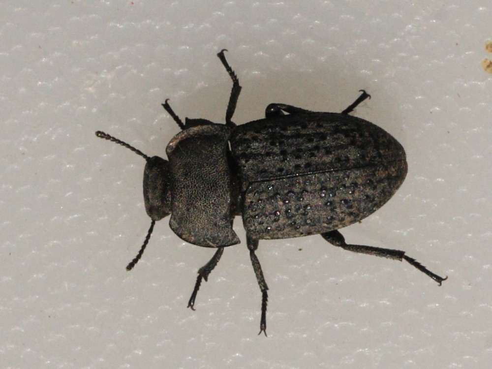 opatrum_sabulosum3md