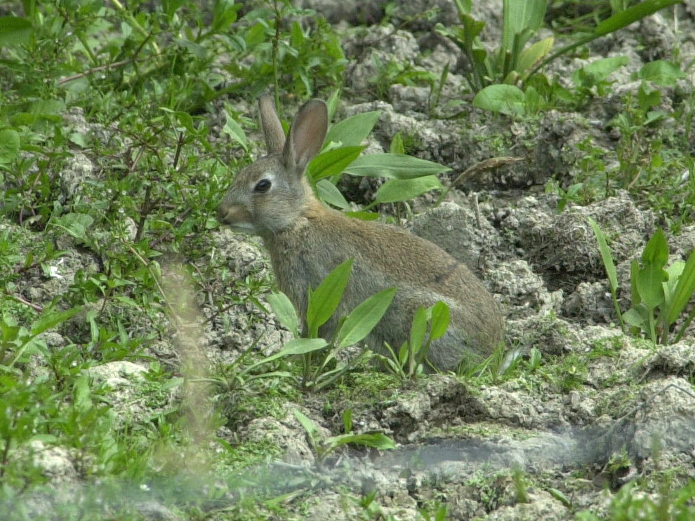 oryctolagus_cuniculus3bd