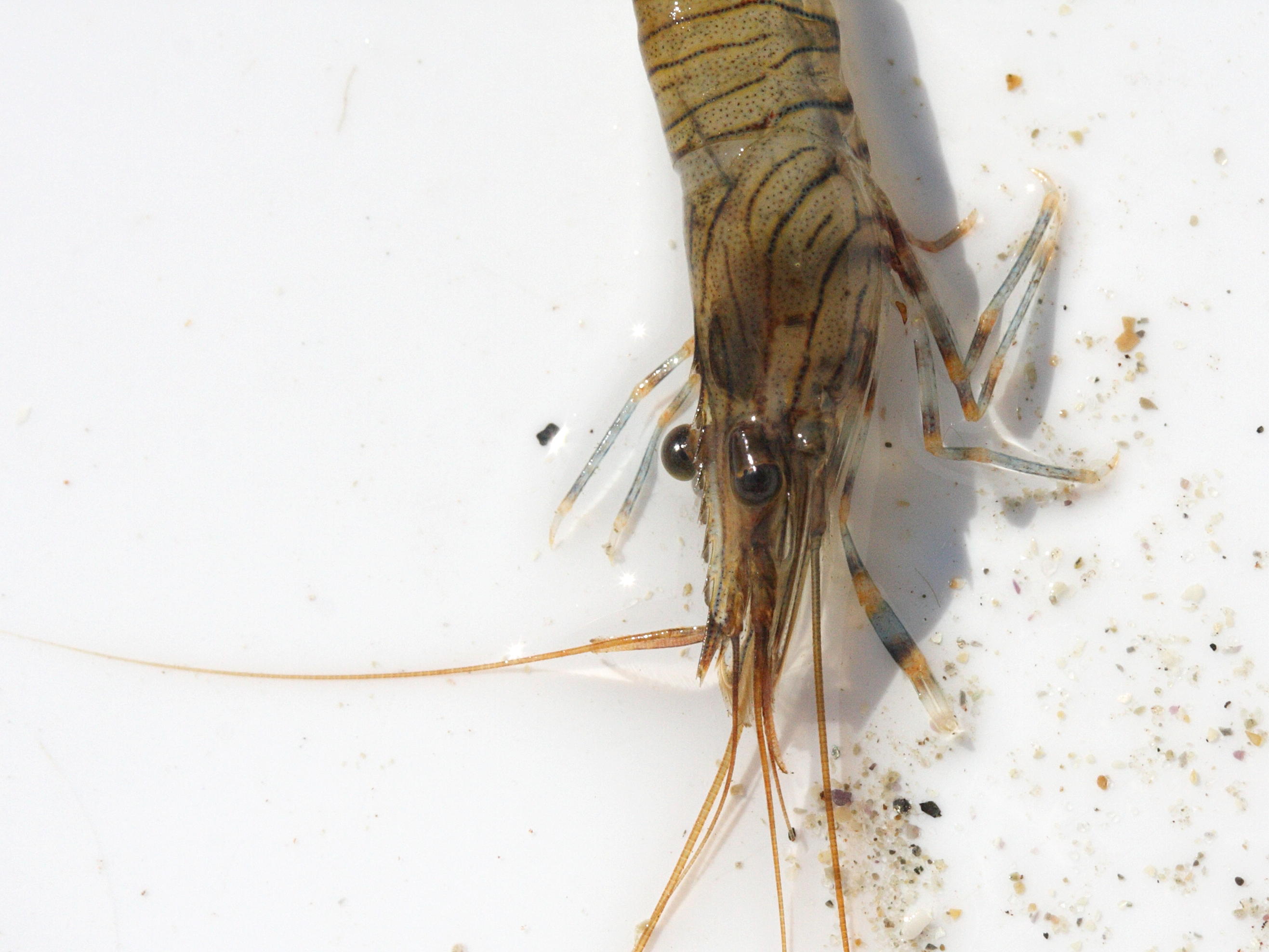 Afficher le média palaemon_serratus3md palaemon_serratus3md