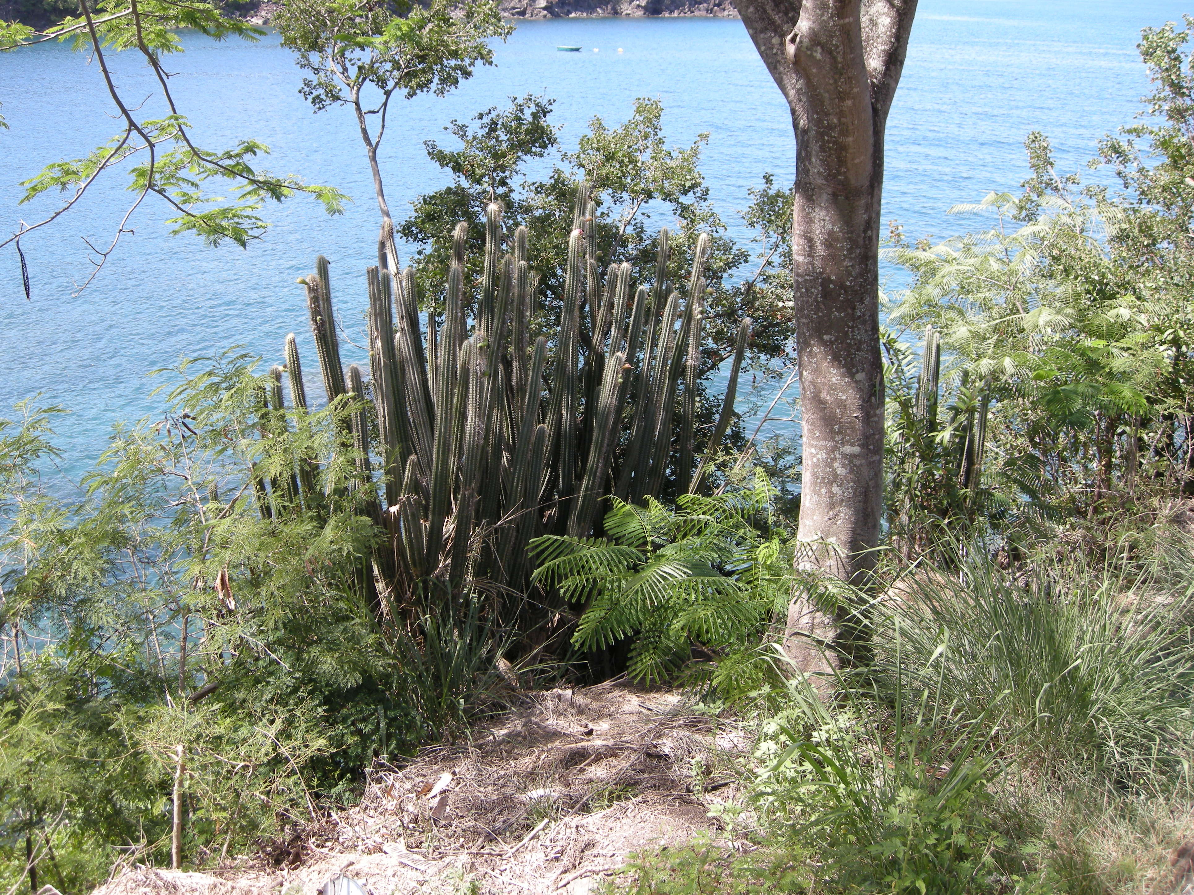 pilosocereus_royeni6md