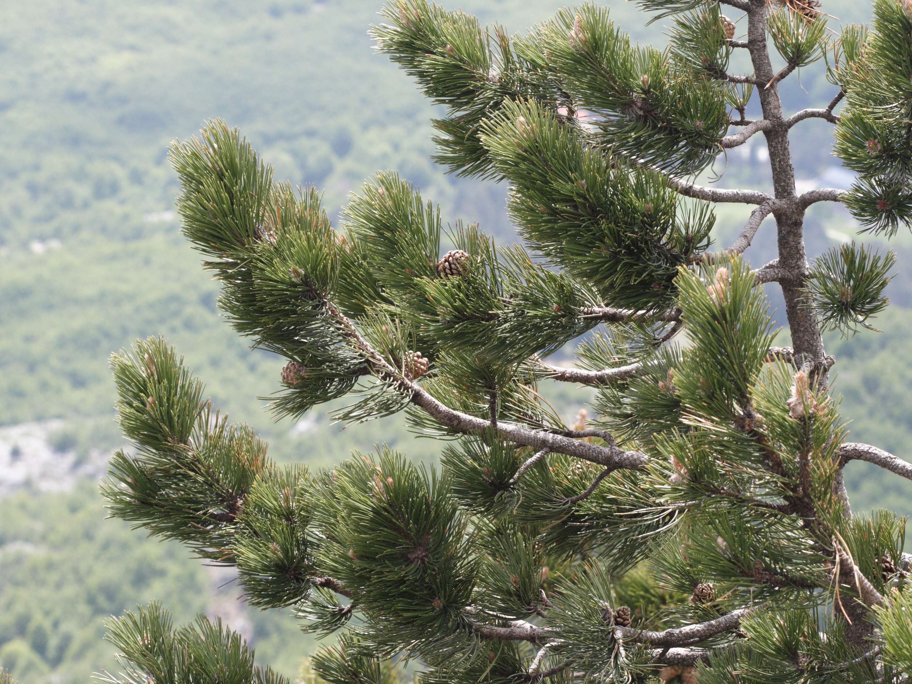 pinus_heldreichii1md