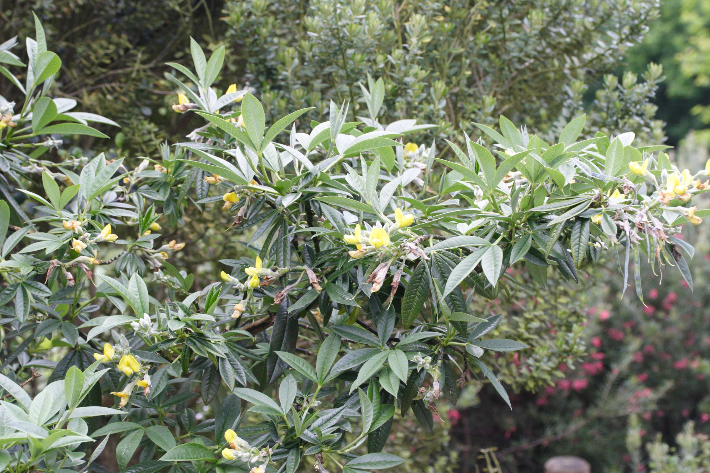 piptanthus_laburnifolius1md