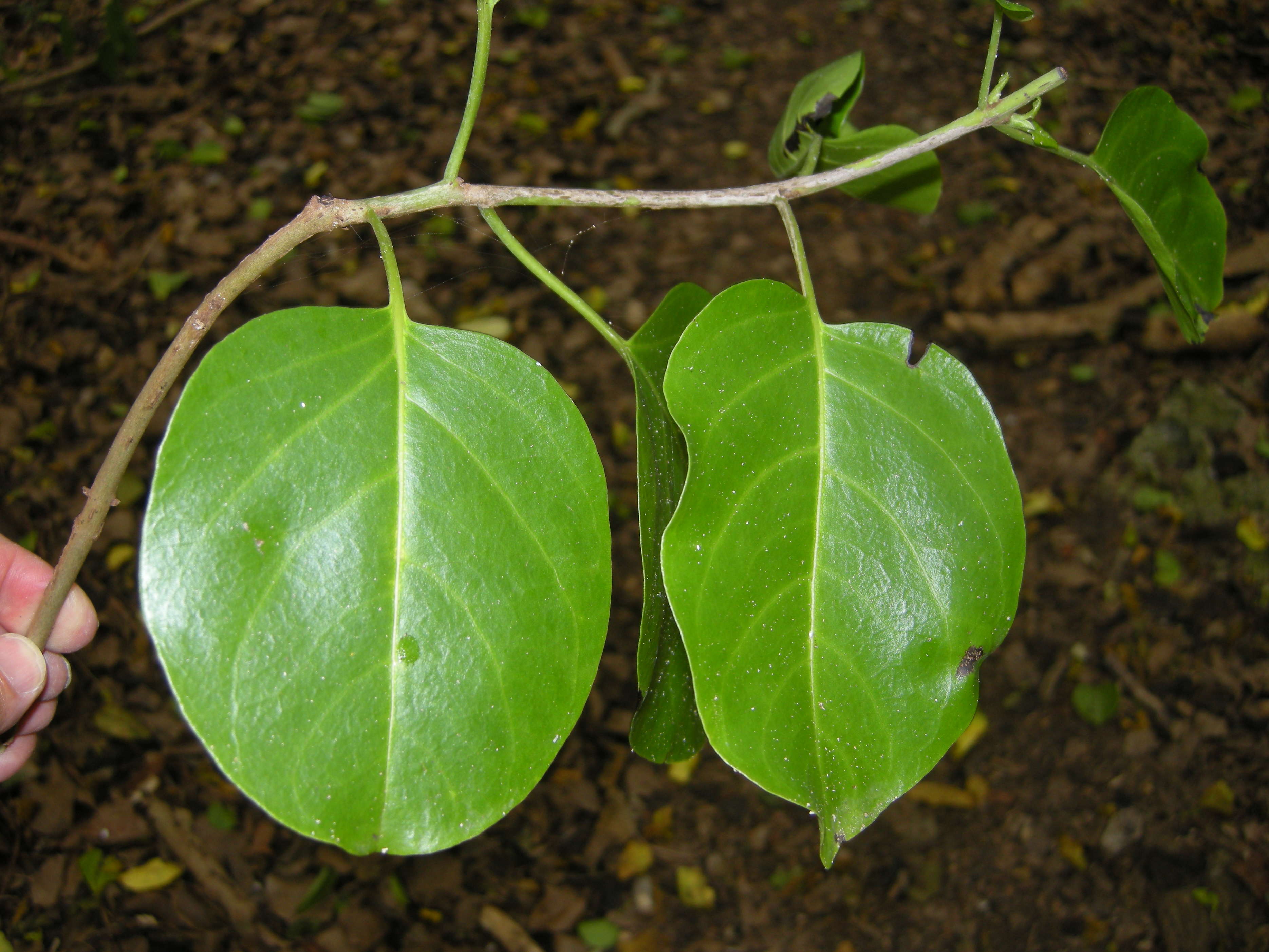 pisonia_subcordata5md