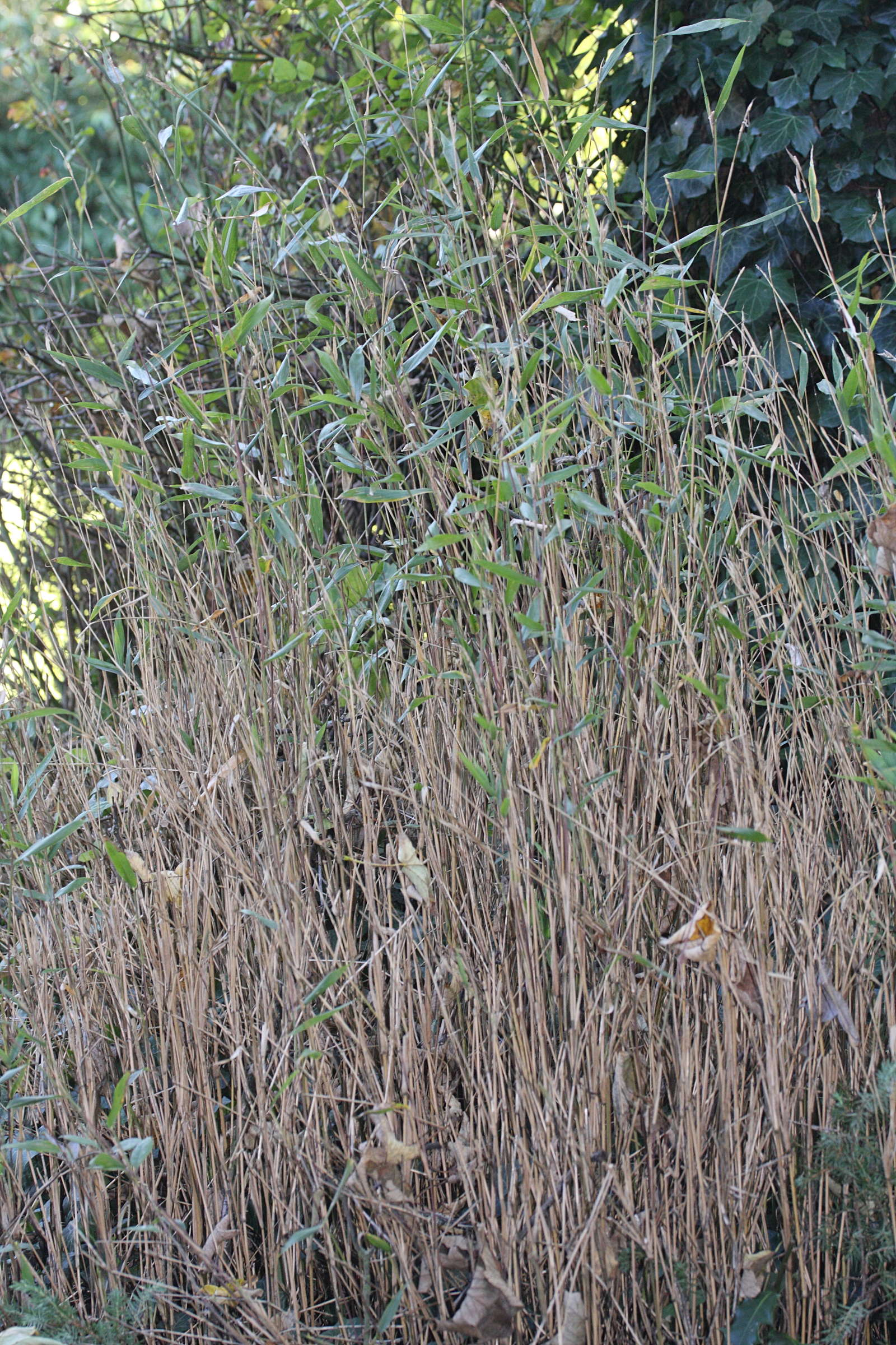 pleioblastus_distichus1md