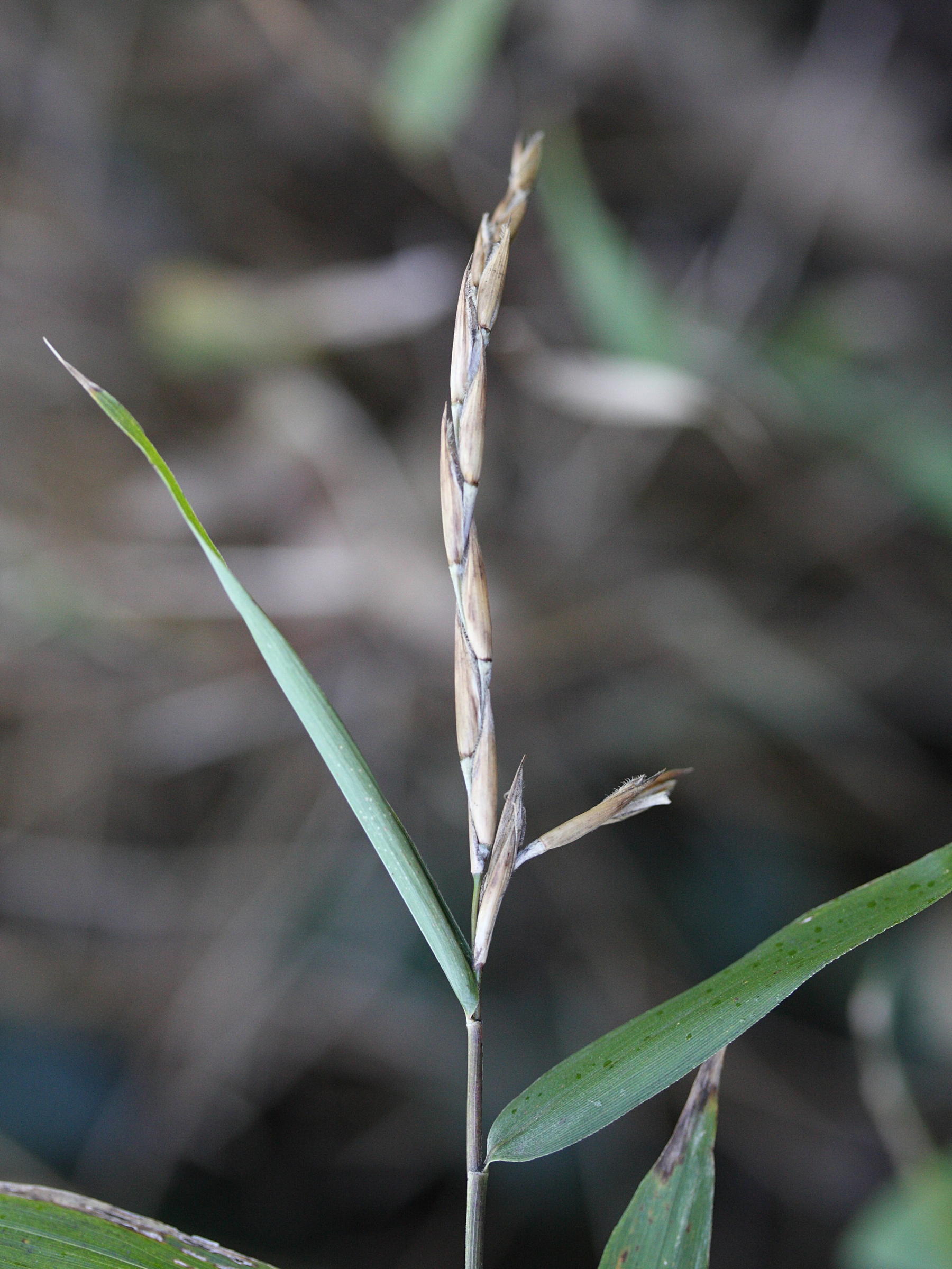 pleioblastus_distichus4md