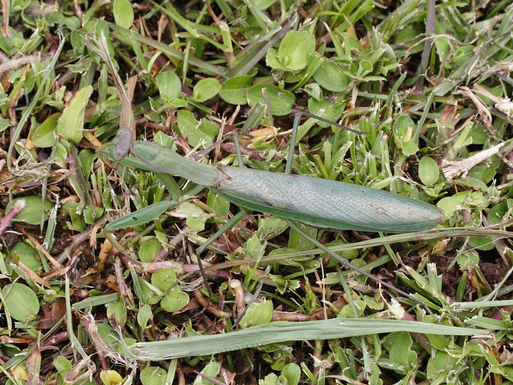 polyspilota_aeruginosa