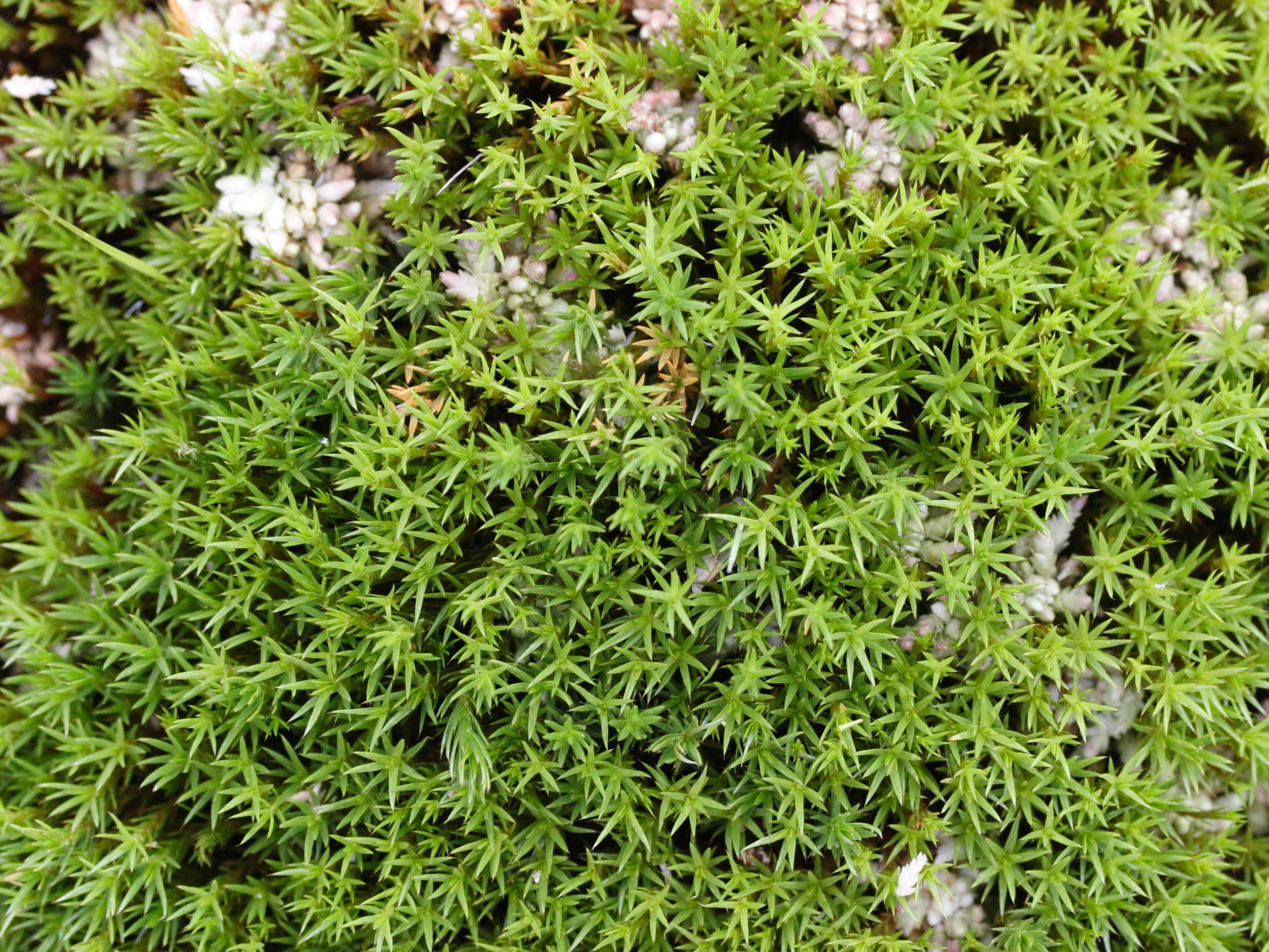 Afficher le média polytrichum_strictum1md polytrichum_strictum1md