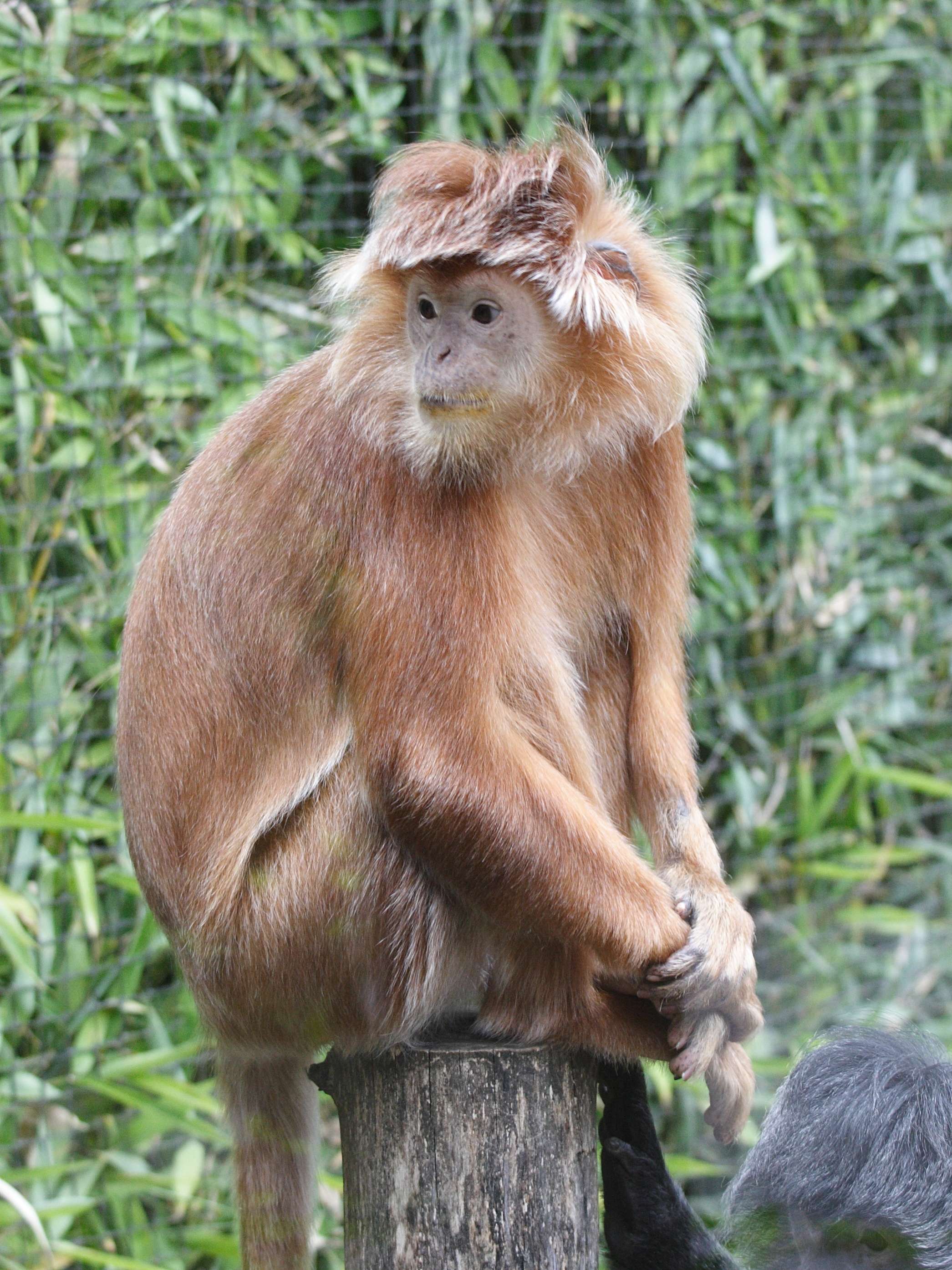 presbytis_cristatus1md