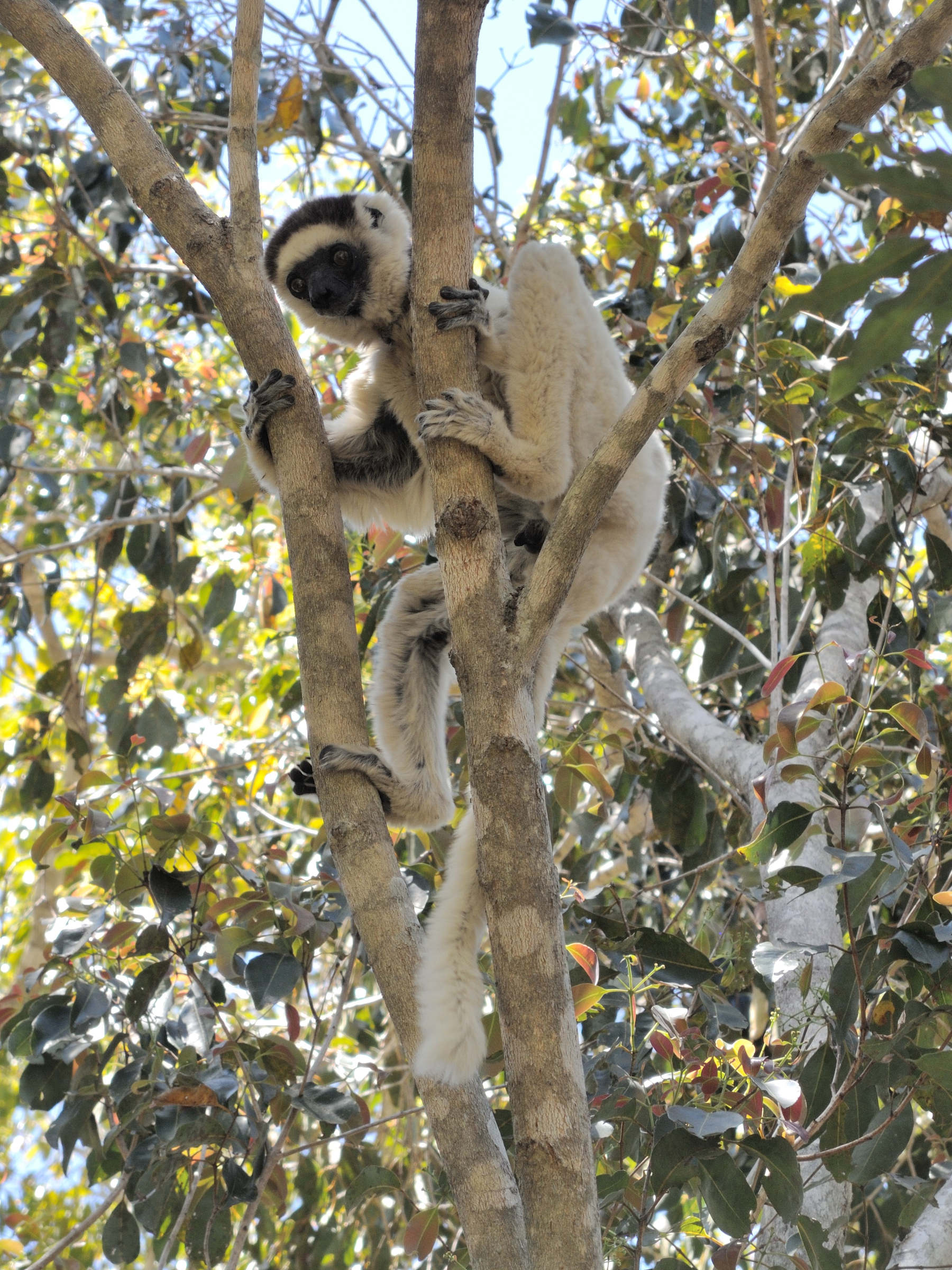 propithecus_verreauxi4md