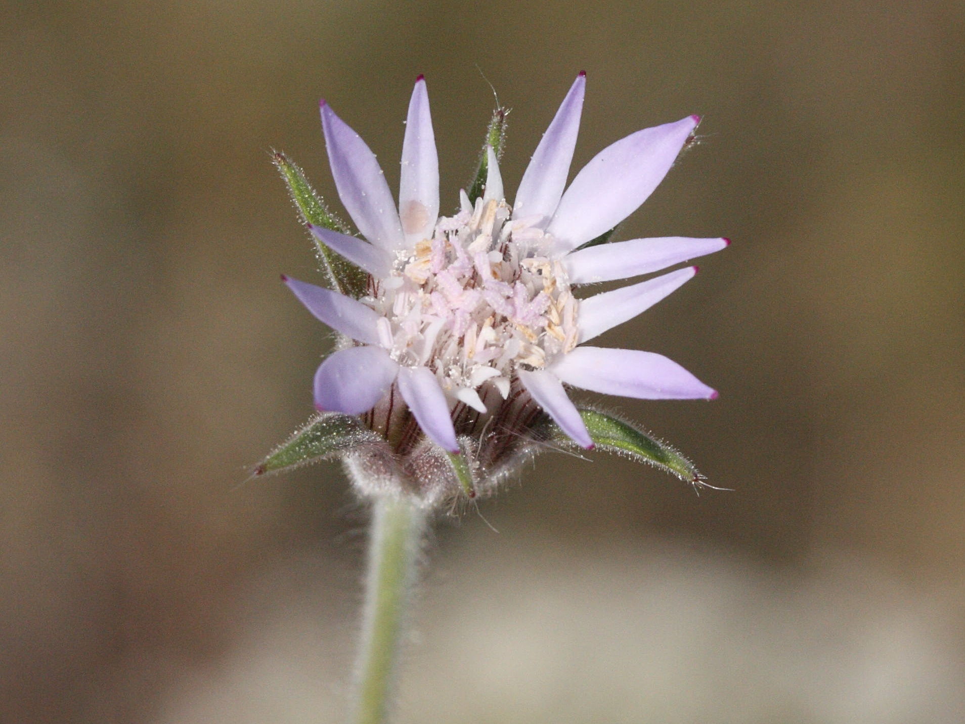 pterocephalus_plumosus1md