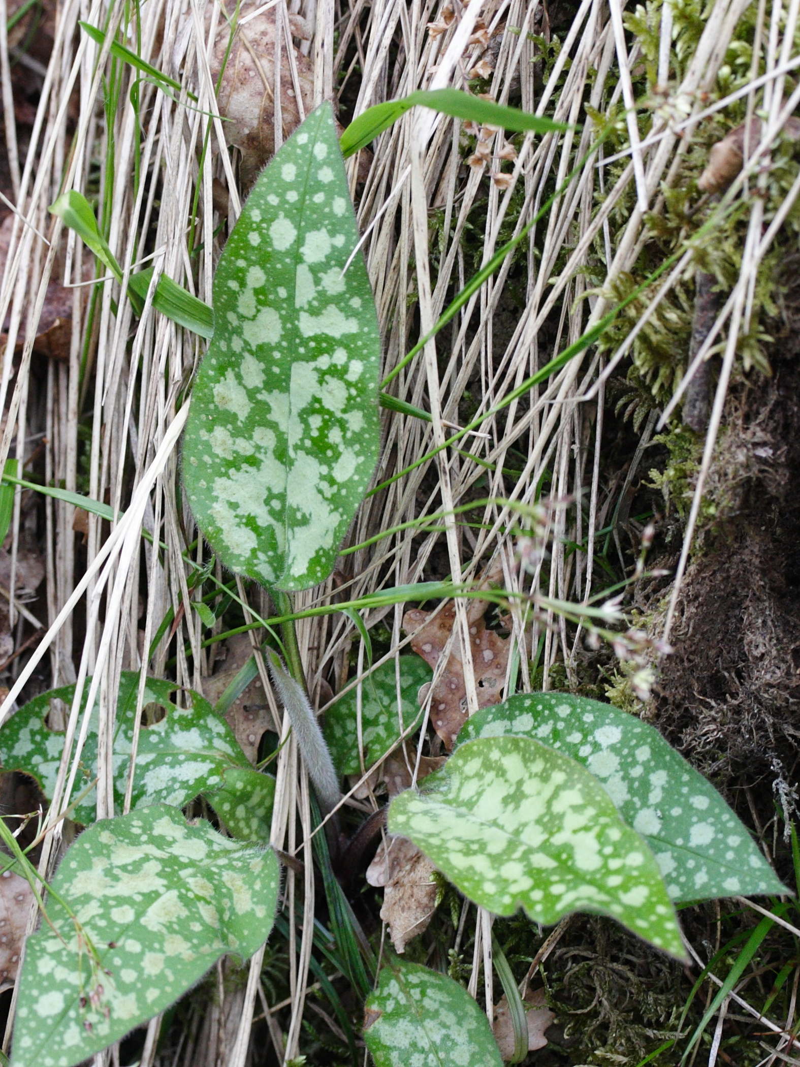 pulmonaria_affinis2md