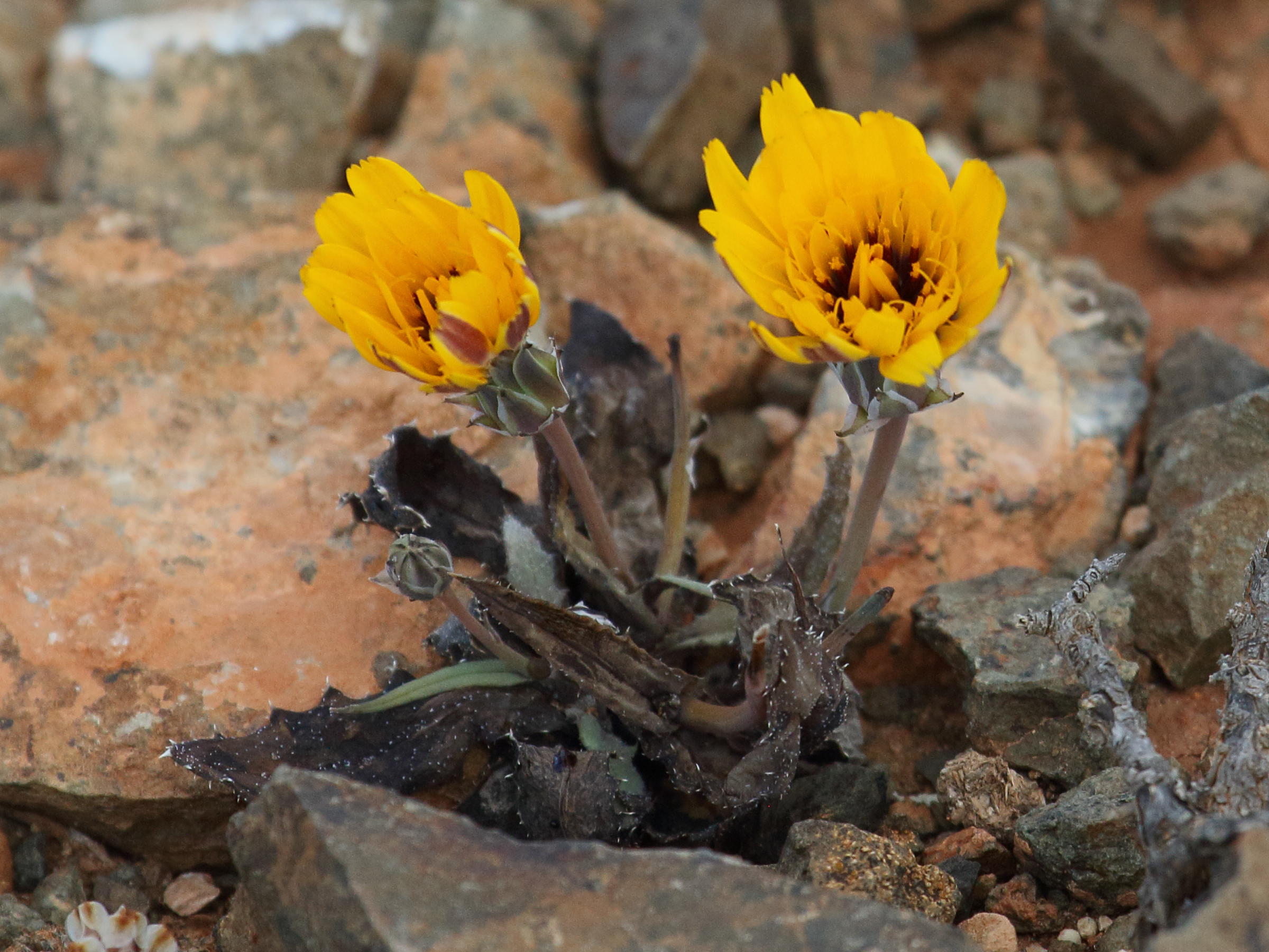 reichardia_tingitana1bd