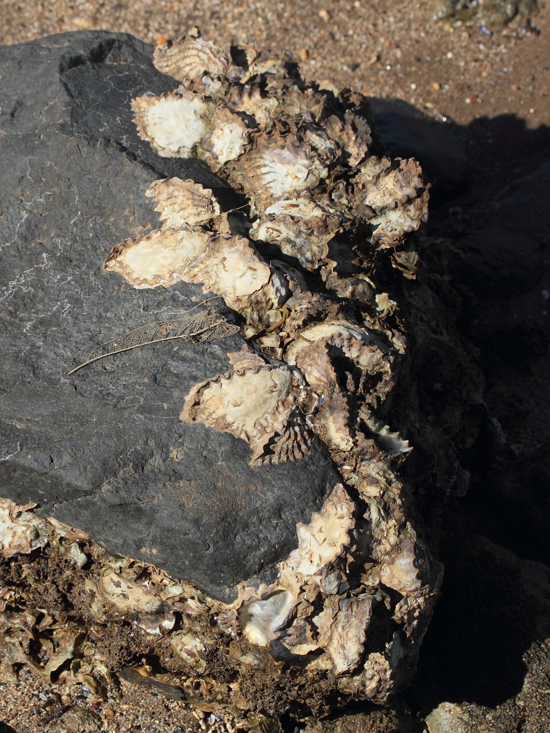 saccostrea_cucullata6md