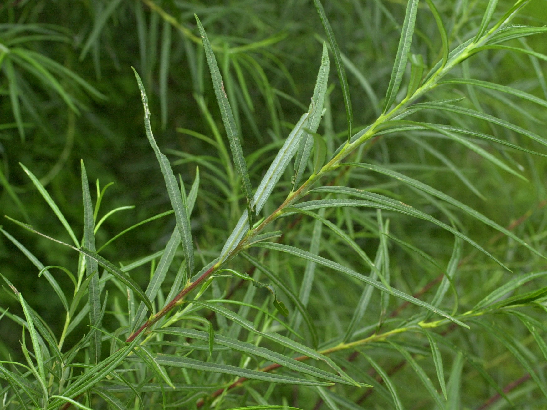 Afficher le média salix_eleagnos3md salix_eleagnos3md