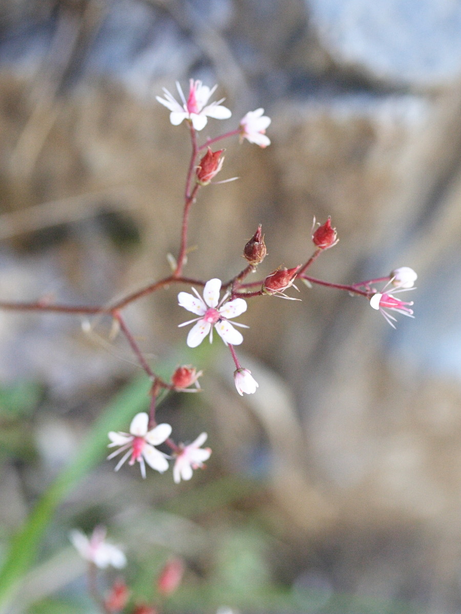 saxifraga_cuneifolia2md