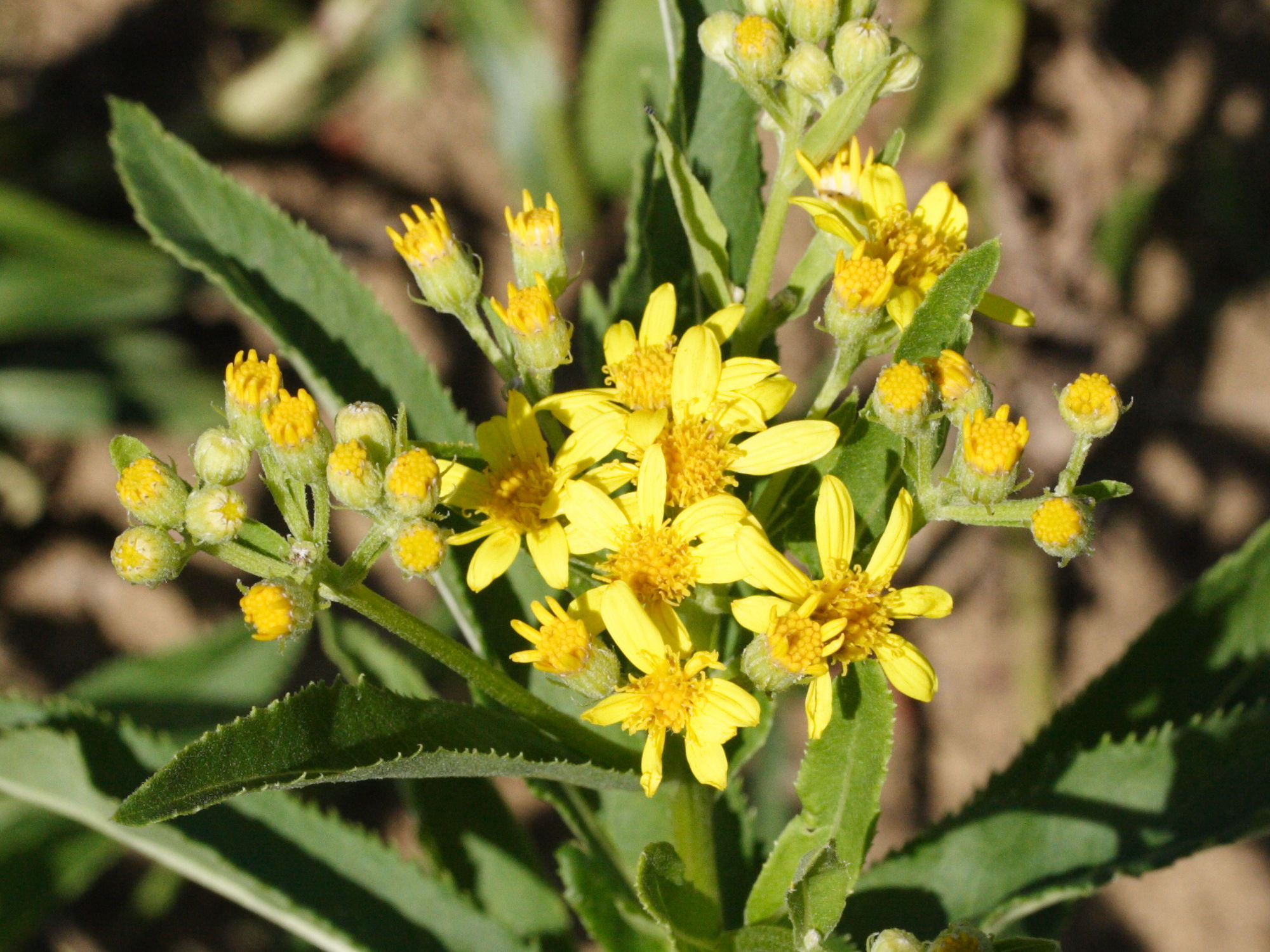 senecio_sarracenicus2md