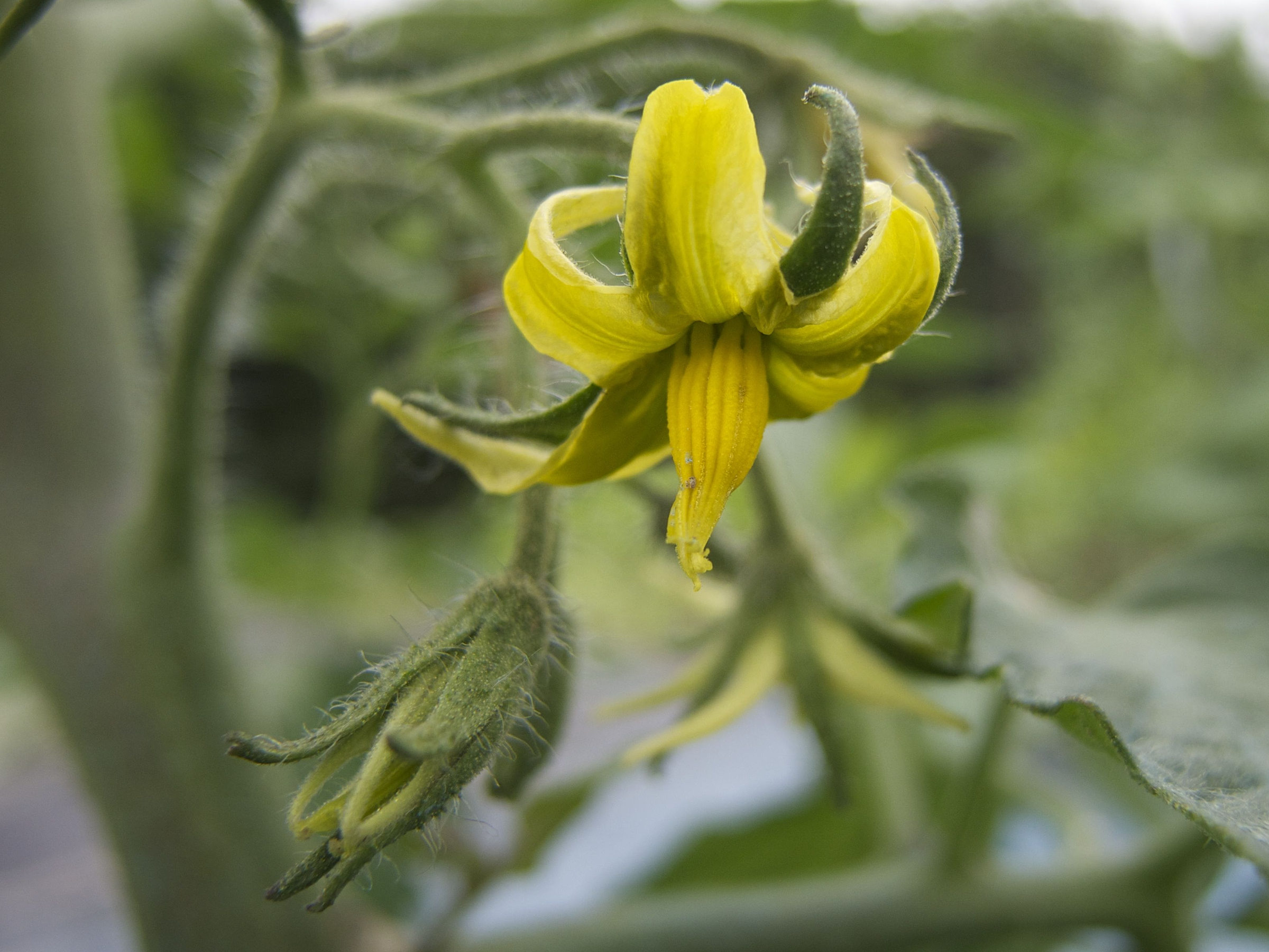 solanum_lycopersicum2md
