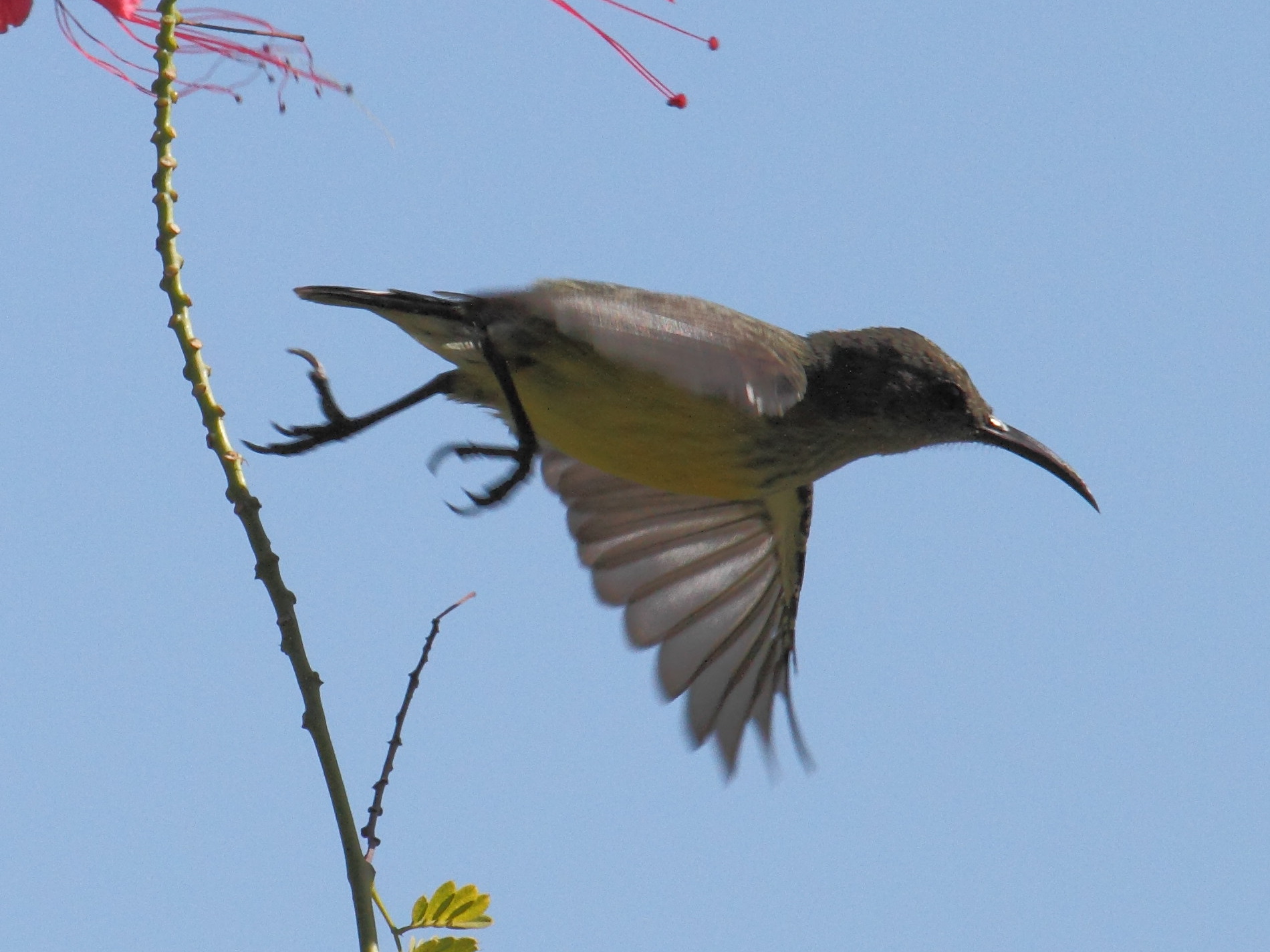 souimanga_de_mayoote_-_cinnyris_coquerellii5bd