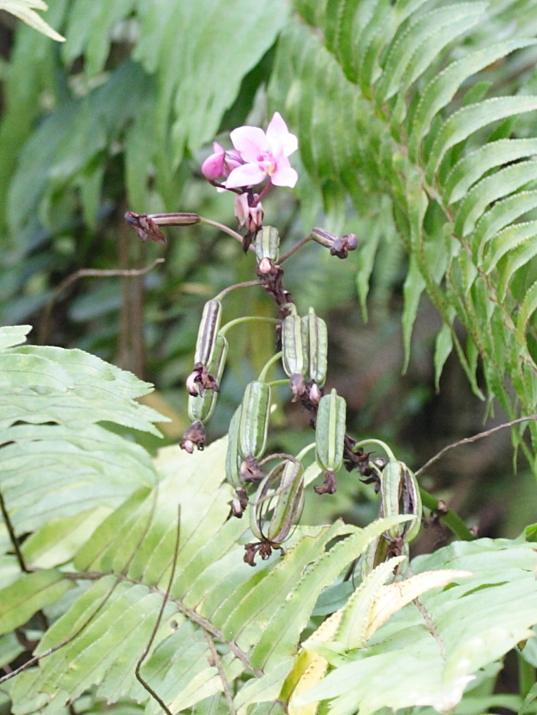 Afficher le média spathoglottis_plicata6md spathoglottis_plicata6md