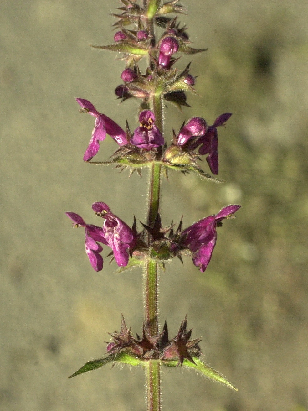 stachys_sylvatica2bd