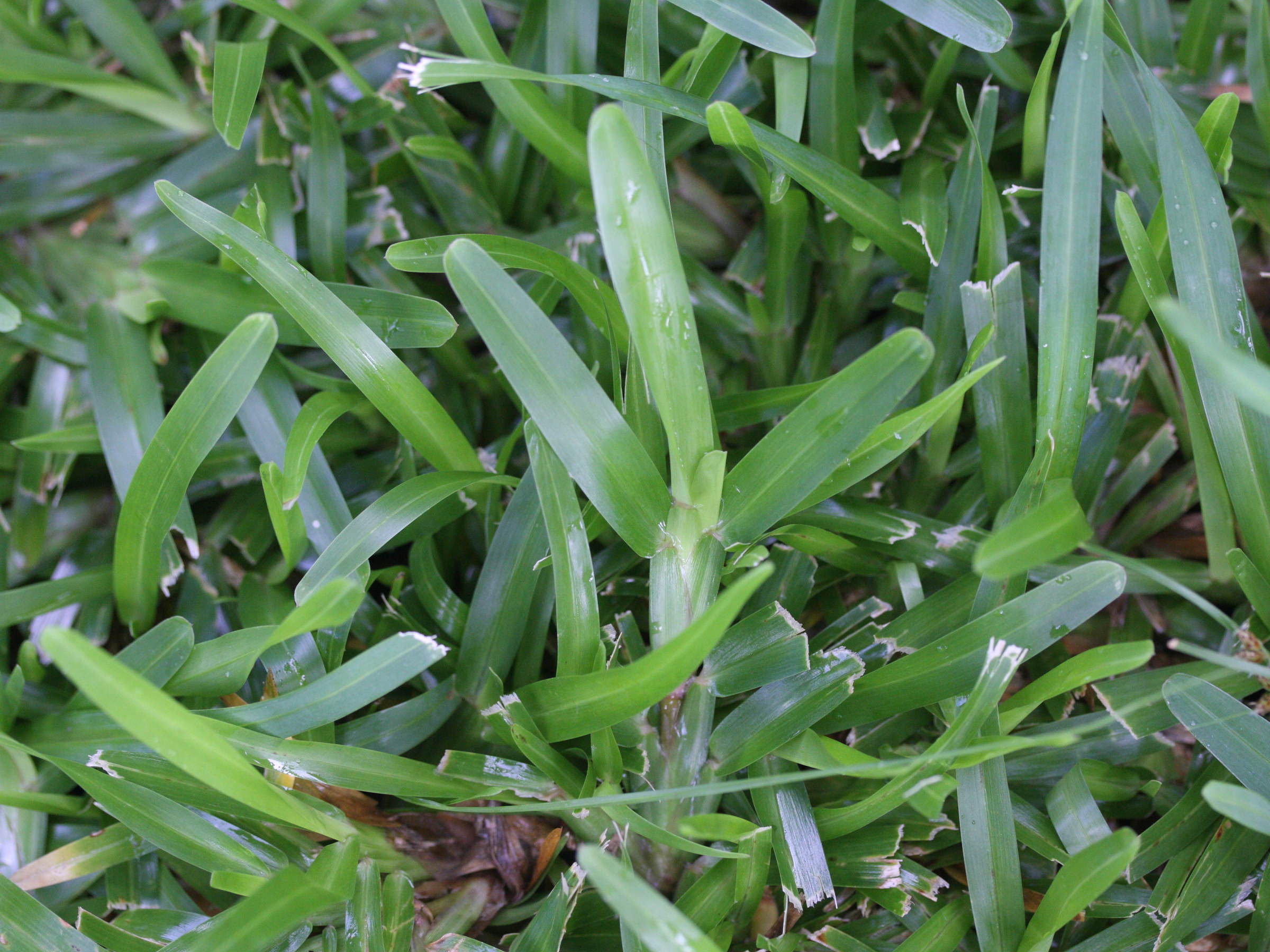 stenotaphrum_dimidiatum1md