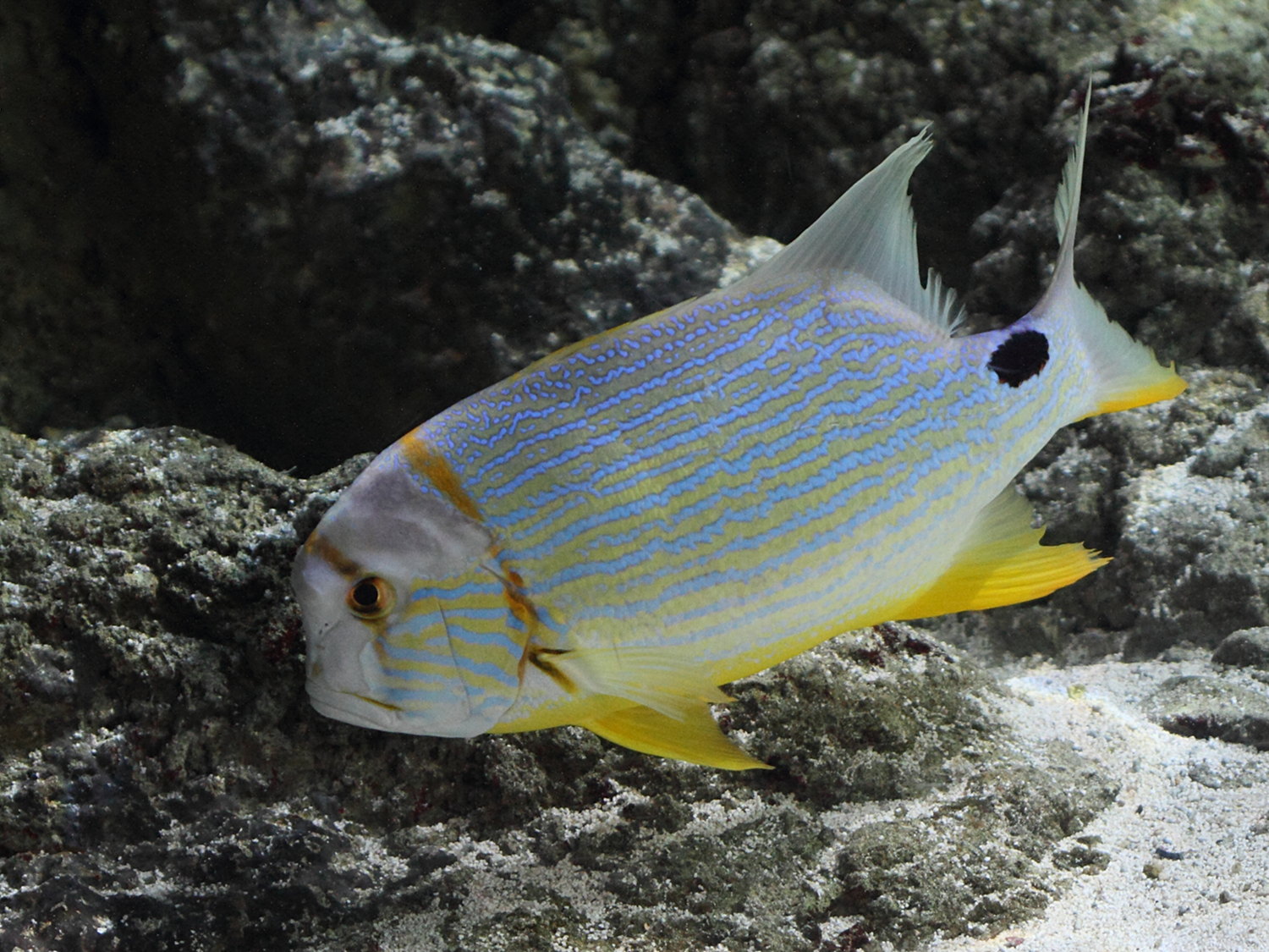 Symphorichthys_spilurus