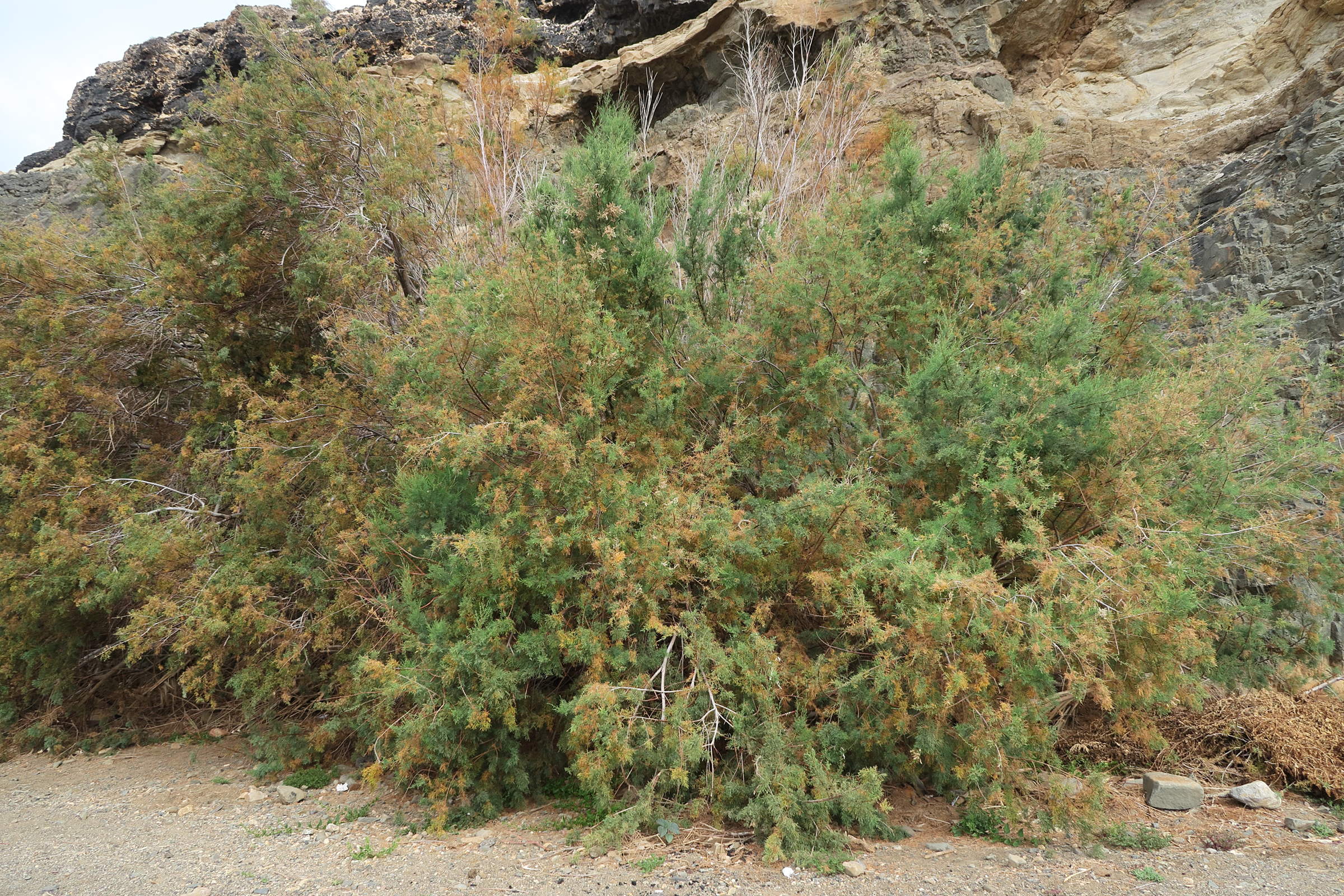 tamarix_canariensis3md